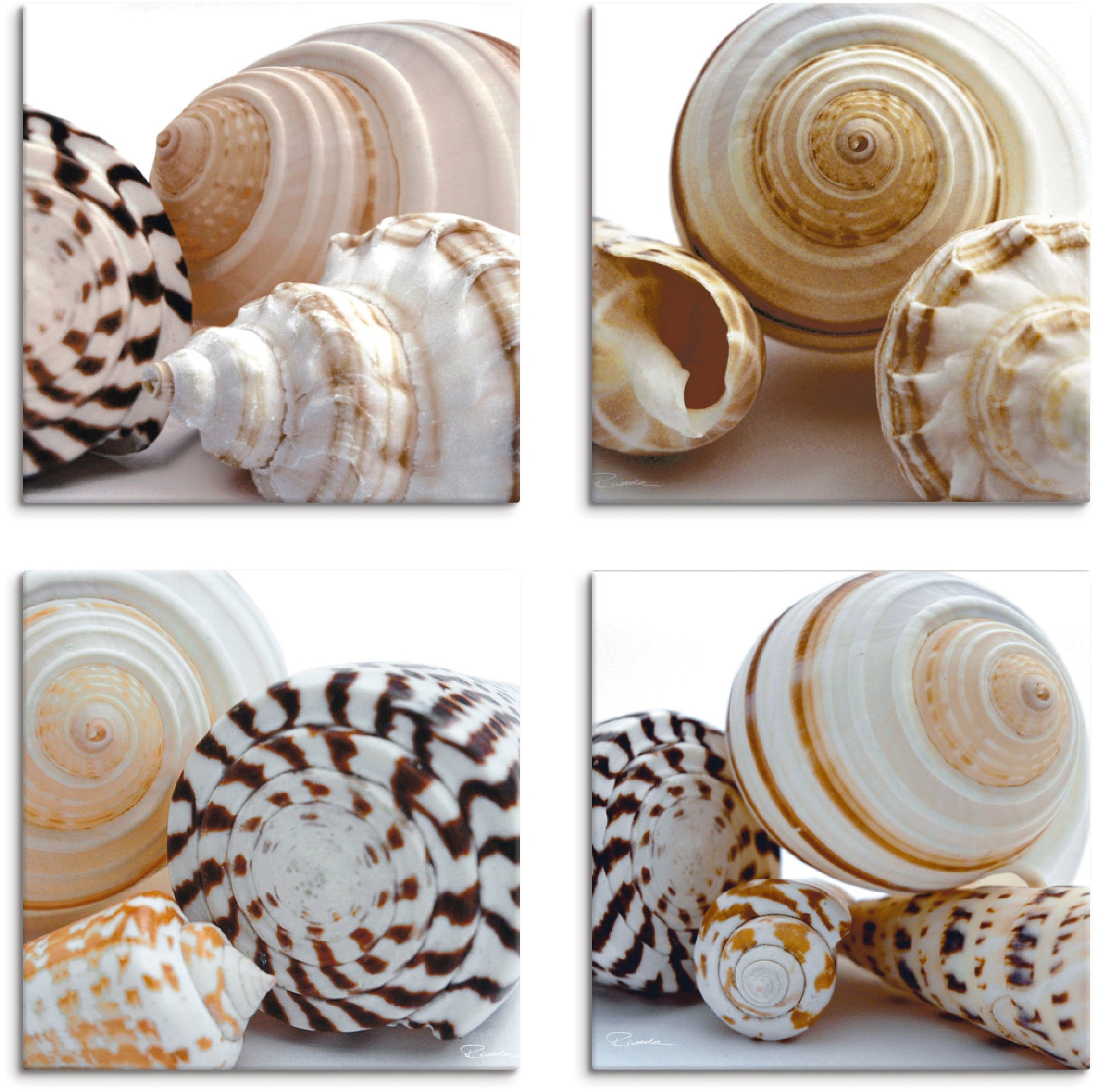 Image of Artland Leinwandbild »Muschelkomposition II, -I, -IV, -III«, Wassertiere, (4 St.) bei Ackermann Versand Schweiz