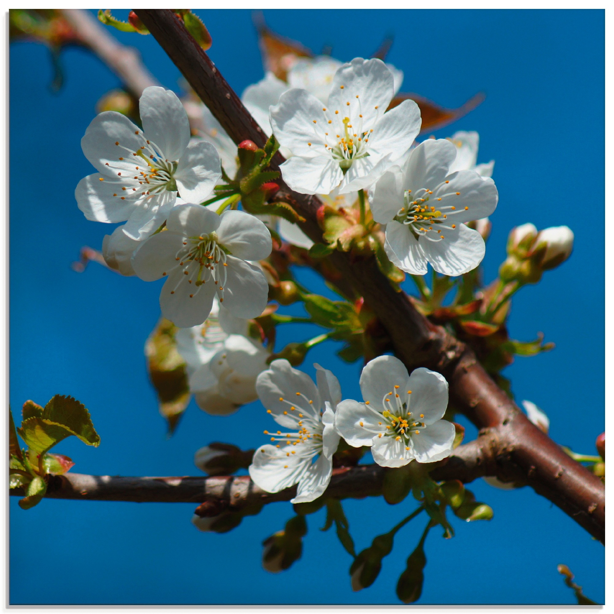 Image of Artland Glasbild »Kirschblütenzweig«, Blumen, (1 St.) bei Ackermann Versand Schweiz