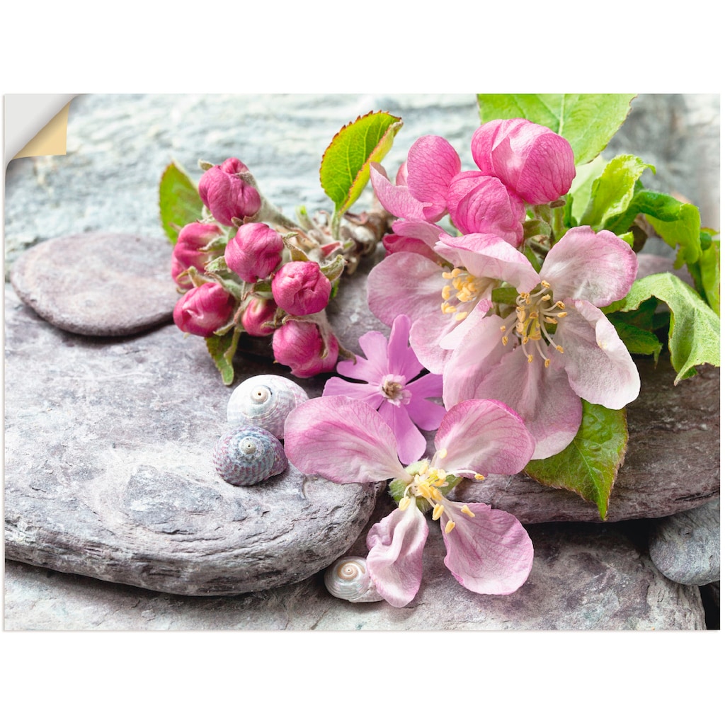 Artland Wandbild »Apfelblüten«, Blumen, (1 St.)