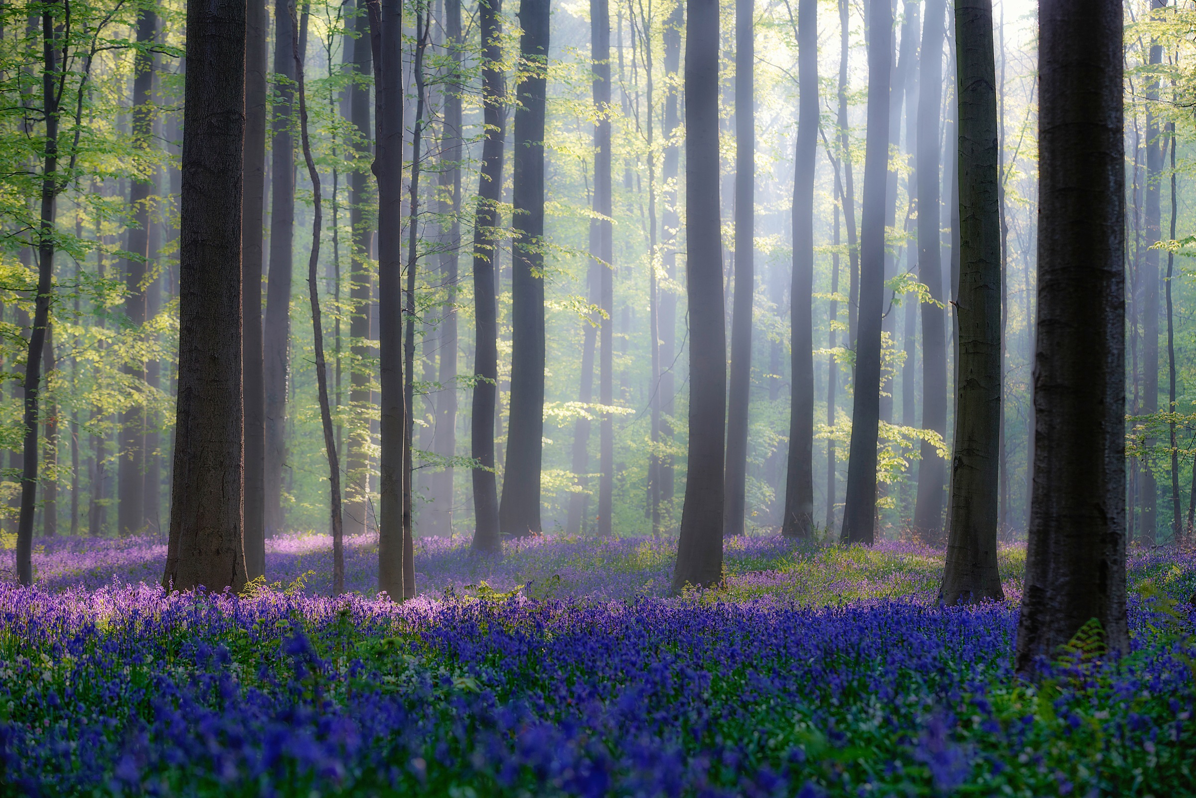 Image of Papermoon Fototapete »Photo-Art ADRIAN POPAN, WALD MIT BLAUER BLUMENWIESE«, Vliestapete, hochwertiger Digitaldruck, inklusive Kleister bei Ackermann Versand Schweiz