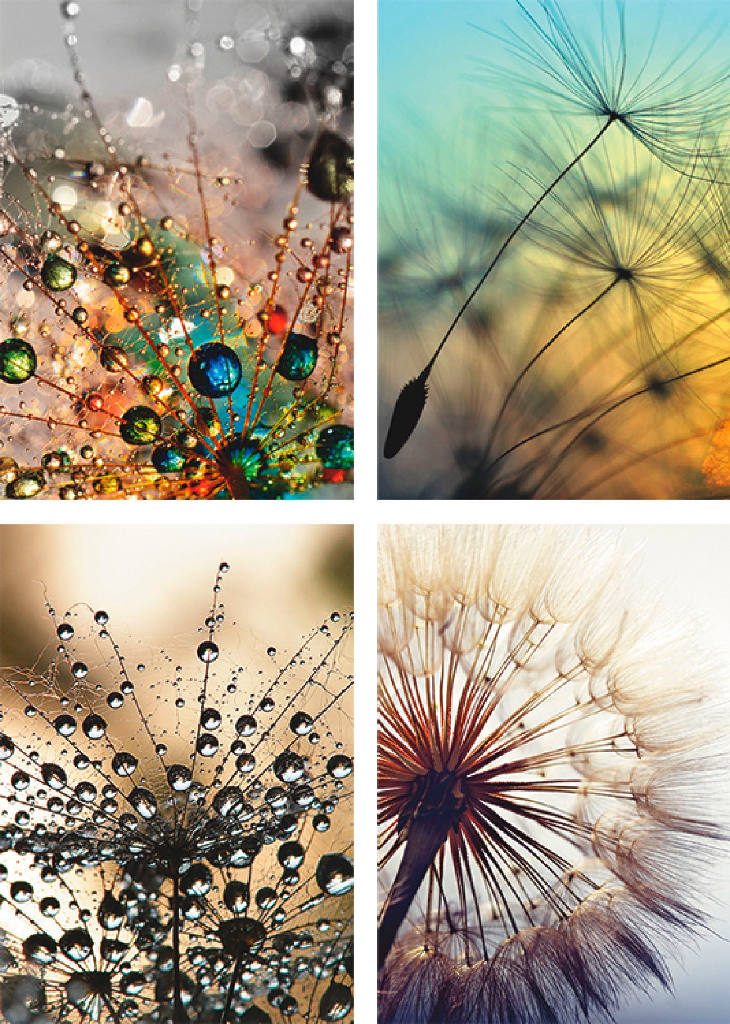 Image of Artland Poster »Pusteblume,Nahaufnahme Löwenzahn«, Blumen, (4 St.), Poster, Wandbild, Bild, Wandposter bei Ackermann Versand Schweiz