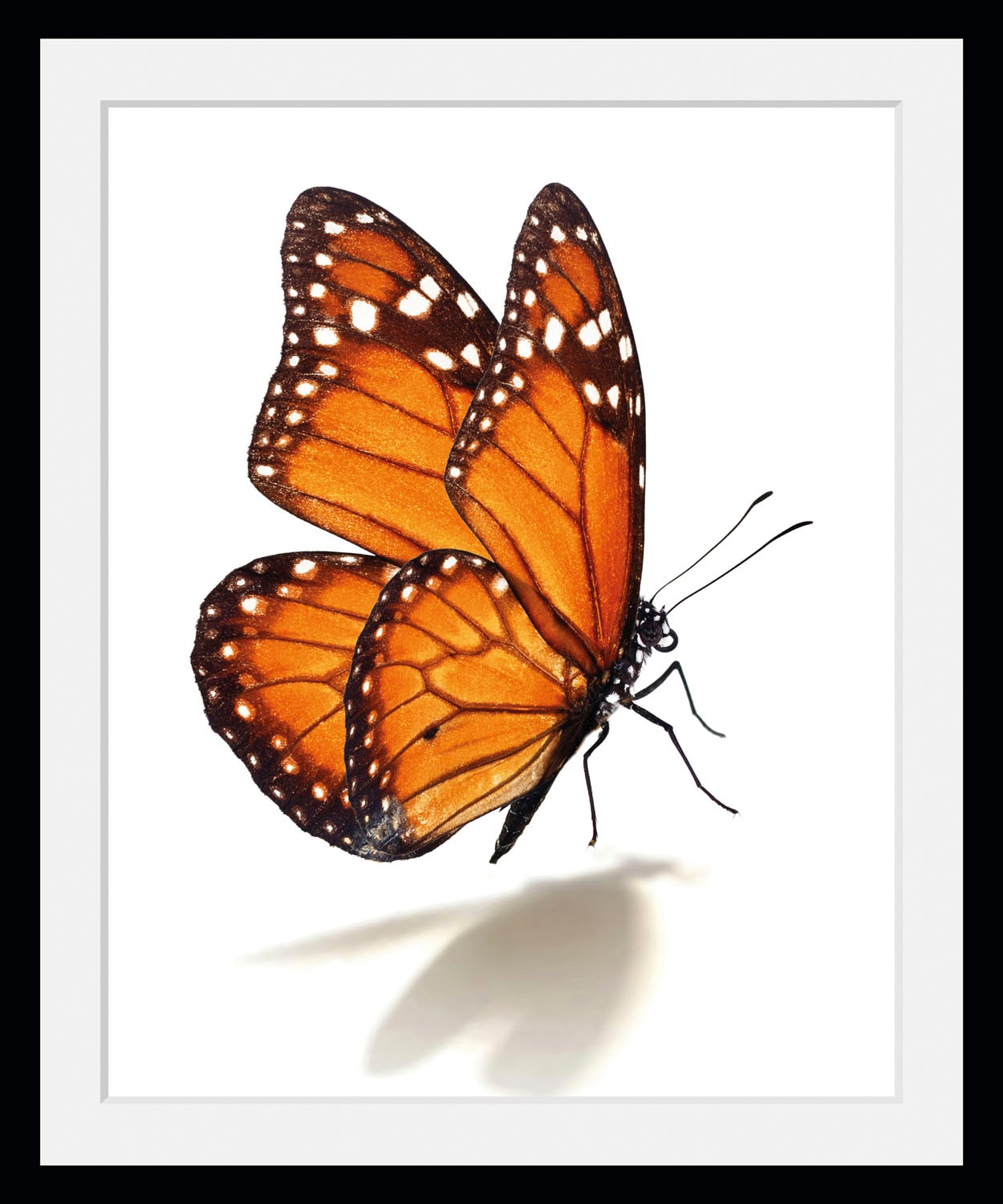 Image of queence Bild "Eazy" Insekten Kunst Schmetterlinge 1 Stk. tlg. HD Premium Poster-Druck inkl. Holzrahmen