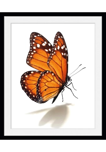 queence Bild »Eazy«, Schmetterlinge, (1 St.) kaufen