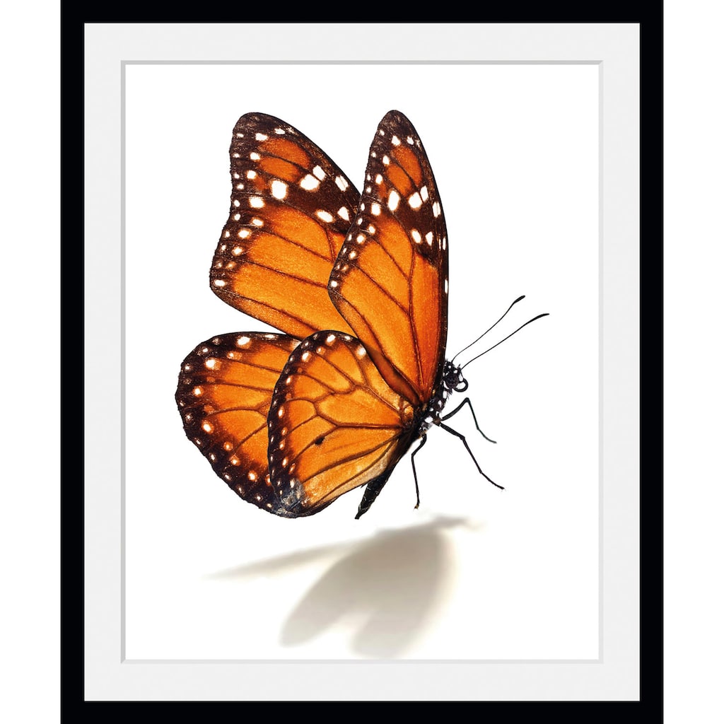 queence Bild »Eazy«, Schmetterlinge, (1 St.)