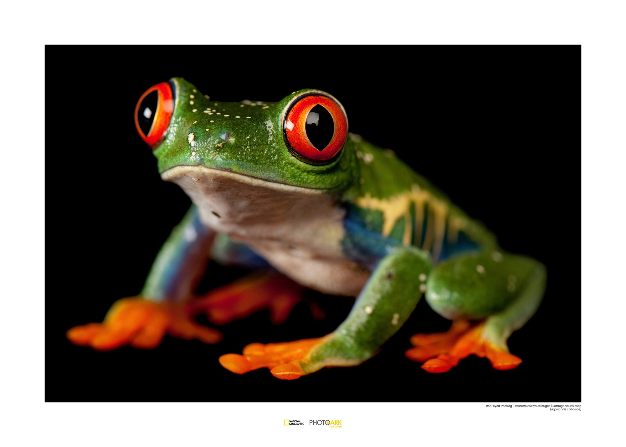 Image of Komar Poster »Red-eyed Treefrog«, Tiere, Höhe: 40cm bei Ackermann Versand Schweiz