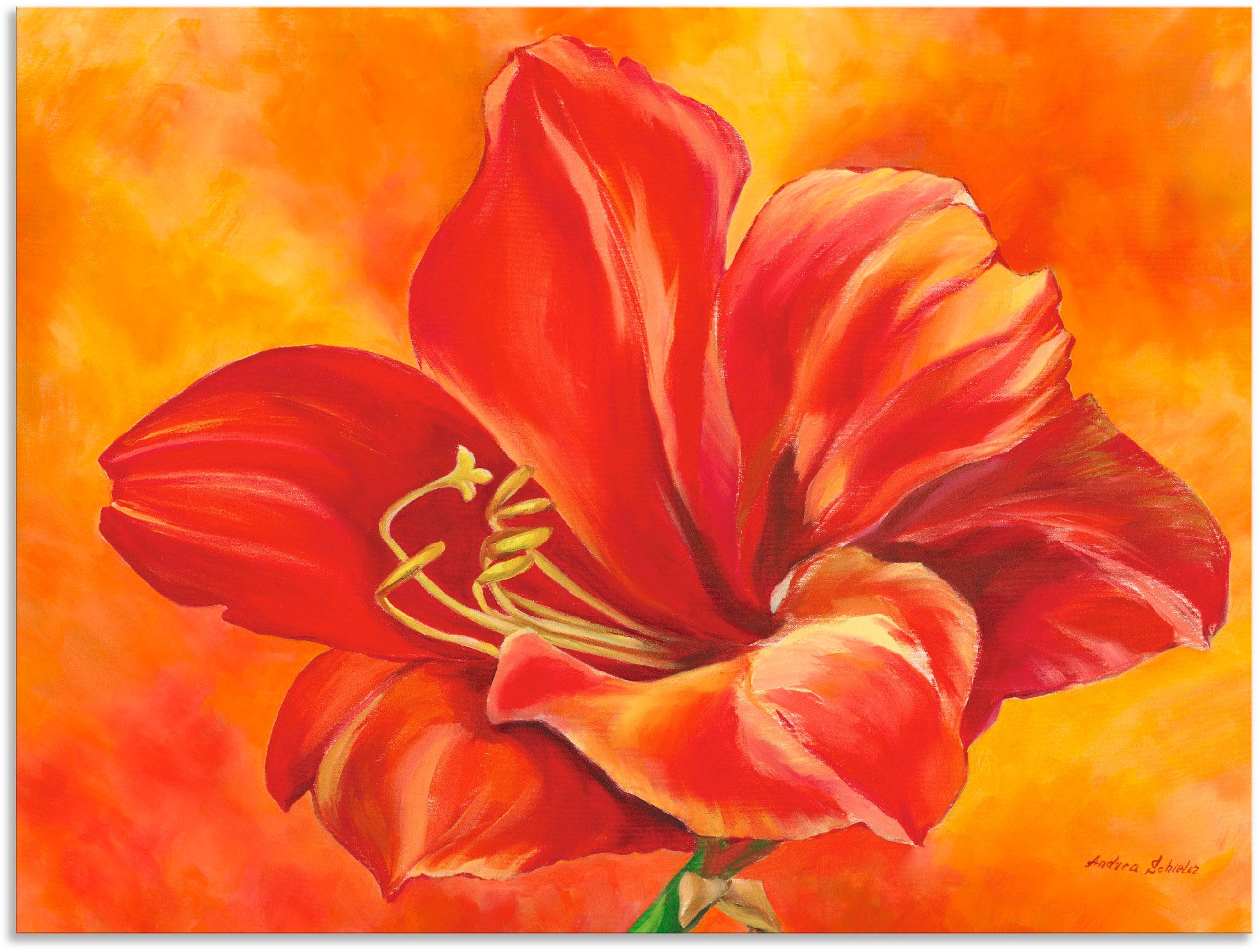 Image of Artland Wandbild »Amaryllis«, Blumen, (1 St.), in vielen Grössen & Produktarten - Alubild / Outdoorbild für den Aussenbereich, Leinwandbild, Poster, Wandaufkleber / Wandtattoo auch für Badezimmer geeignet bei Ackermann Versand Schweiz