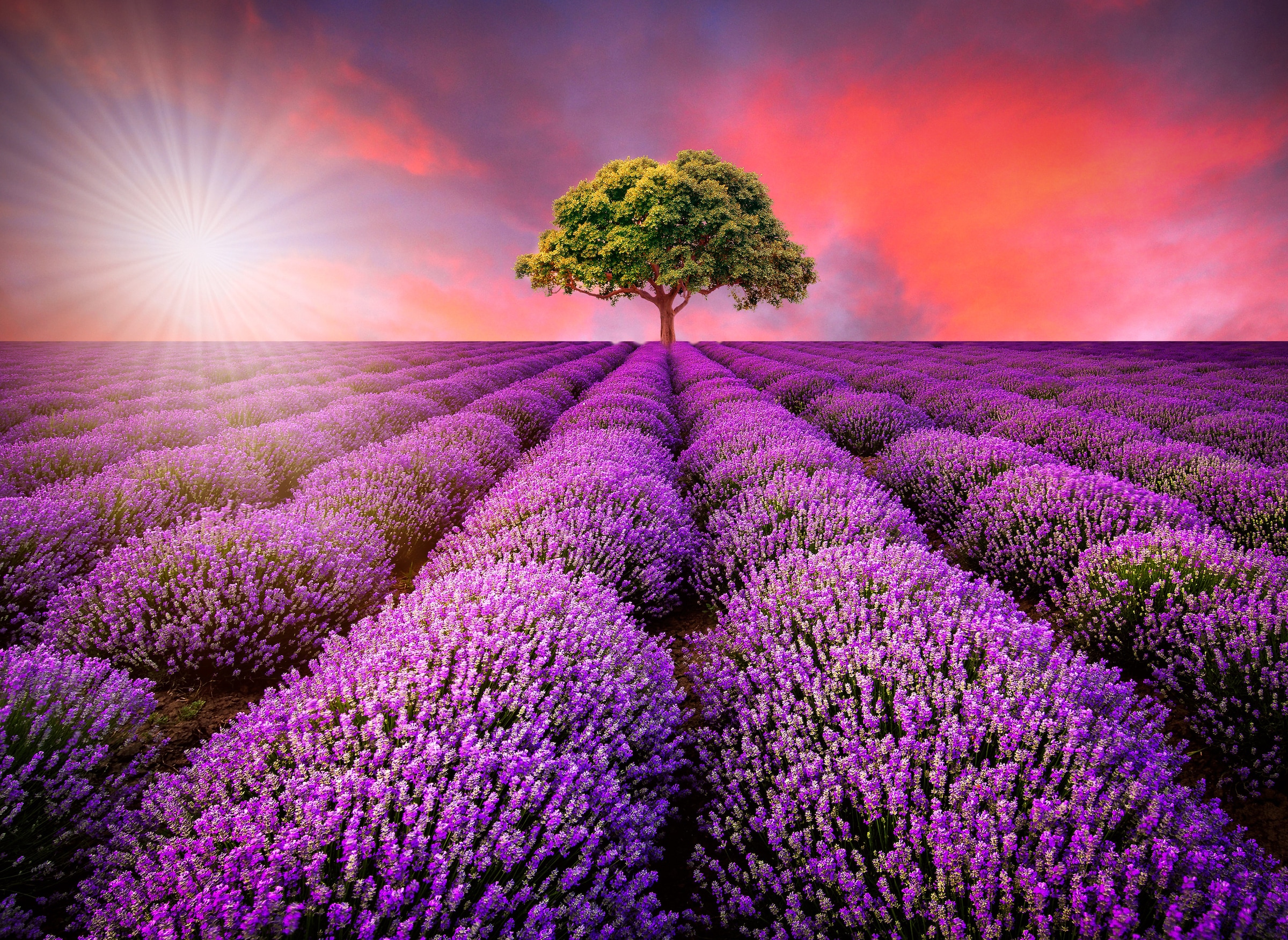 Image of Papermoon Fototapete "Lavendel Field in Sunburst" glatt