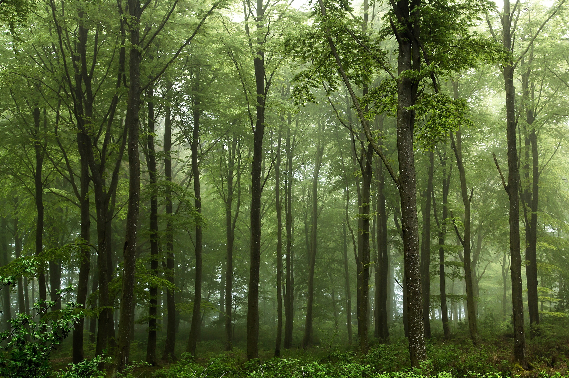 Image of Papermoon Fototapete "Photo-Art LEIF LONDAL, WALD"