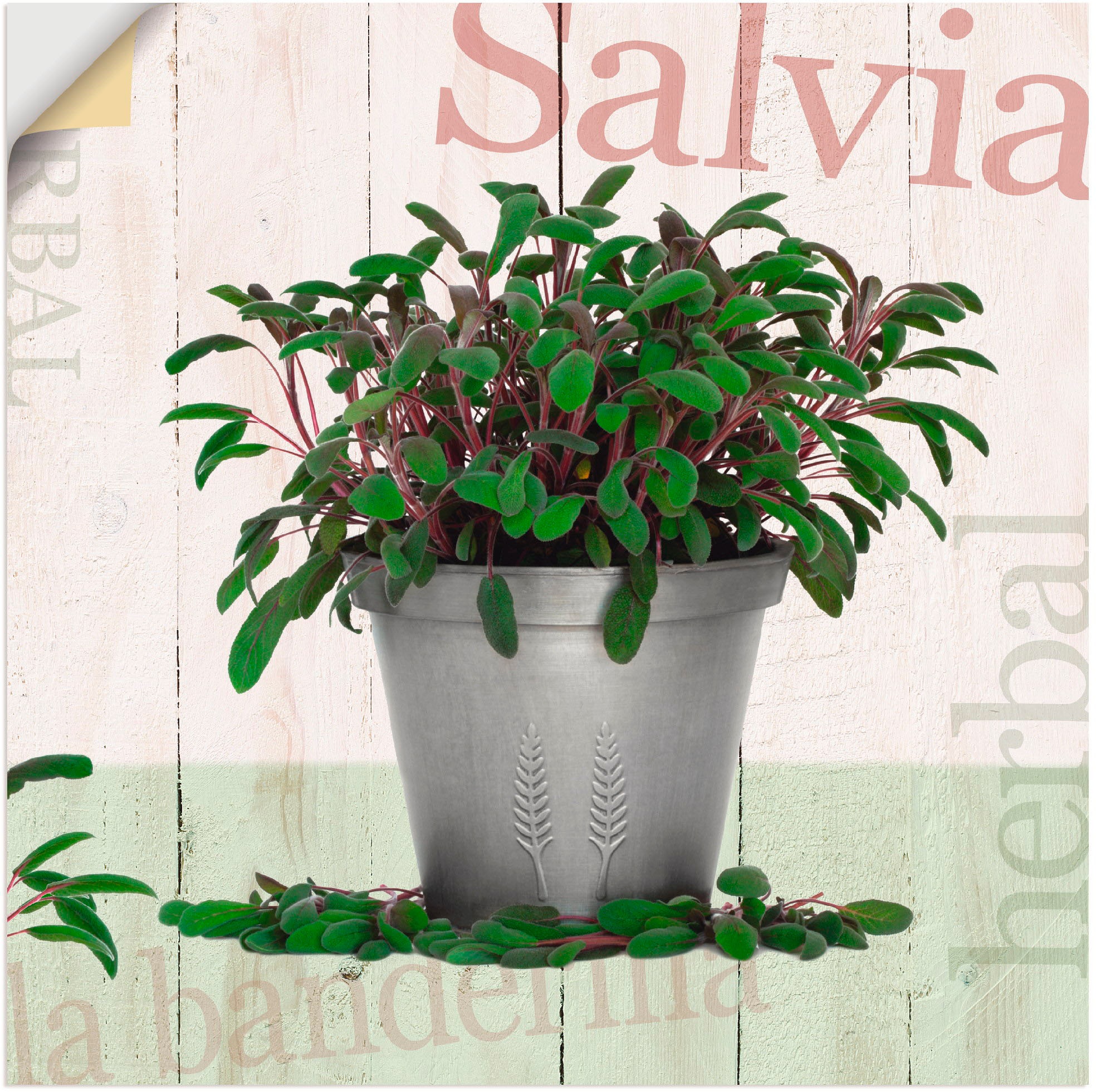 Image of Artland Wandbild »Salbei«, Pflanzen, (1 St.), in vielen Grössen & Produktarten - Alubild / Outdoorbild für den Aussenbereich, Leinwandbild, Poster, Wandaufkleber / Wandtattoo auch für Badezimmer geeignet bei Ackermann Versand Schweiz