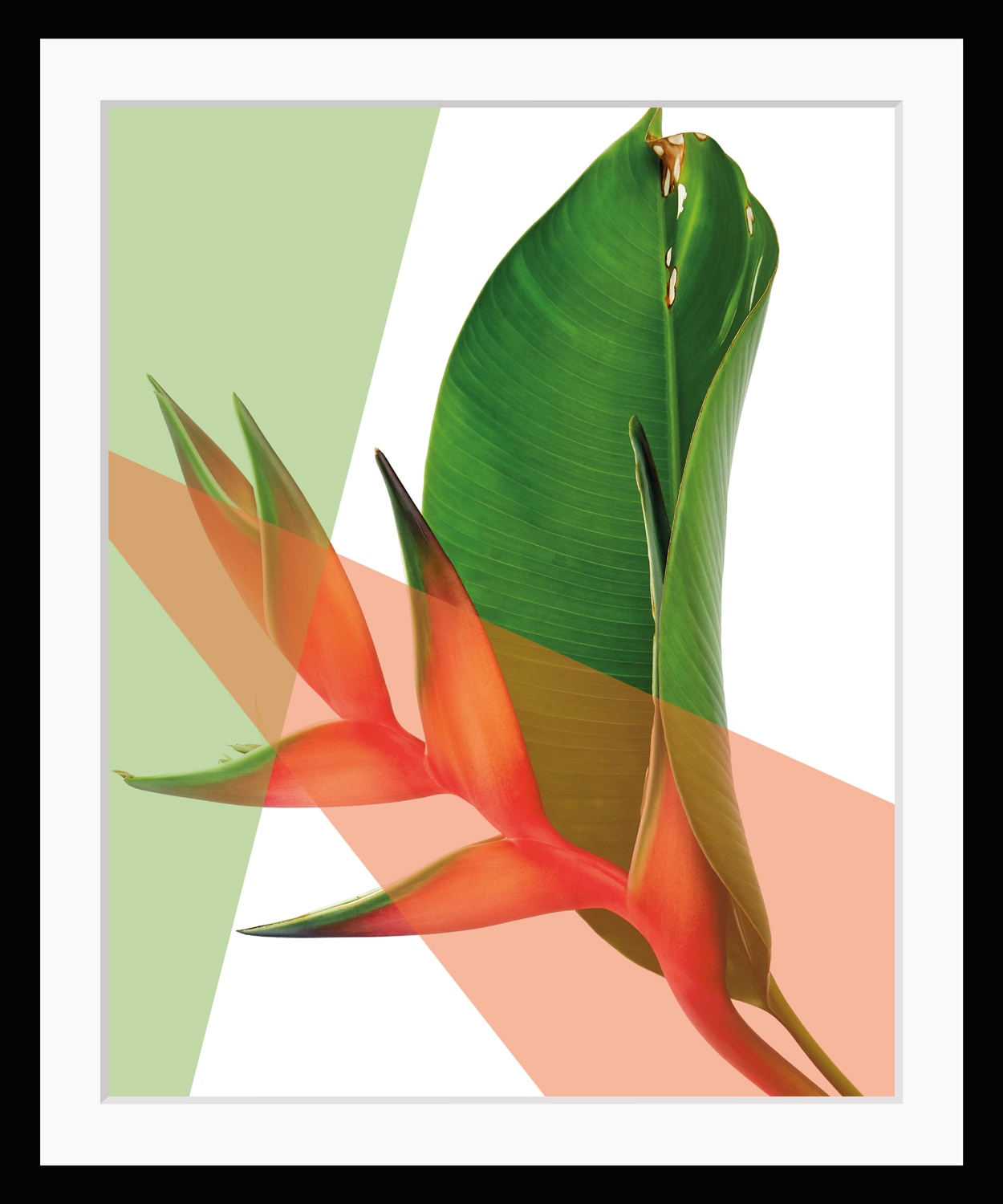 Image of queence Bild "Sabine" Blätter Kunst Pflanzen Pflanzenbilder HD Premium Poster-Druck inkl. Holzrahmen