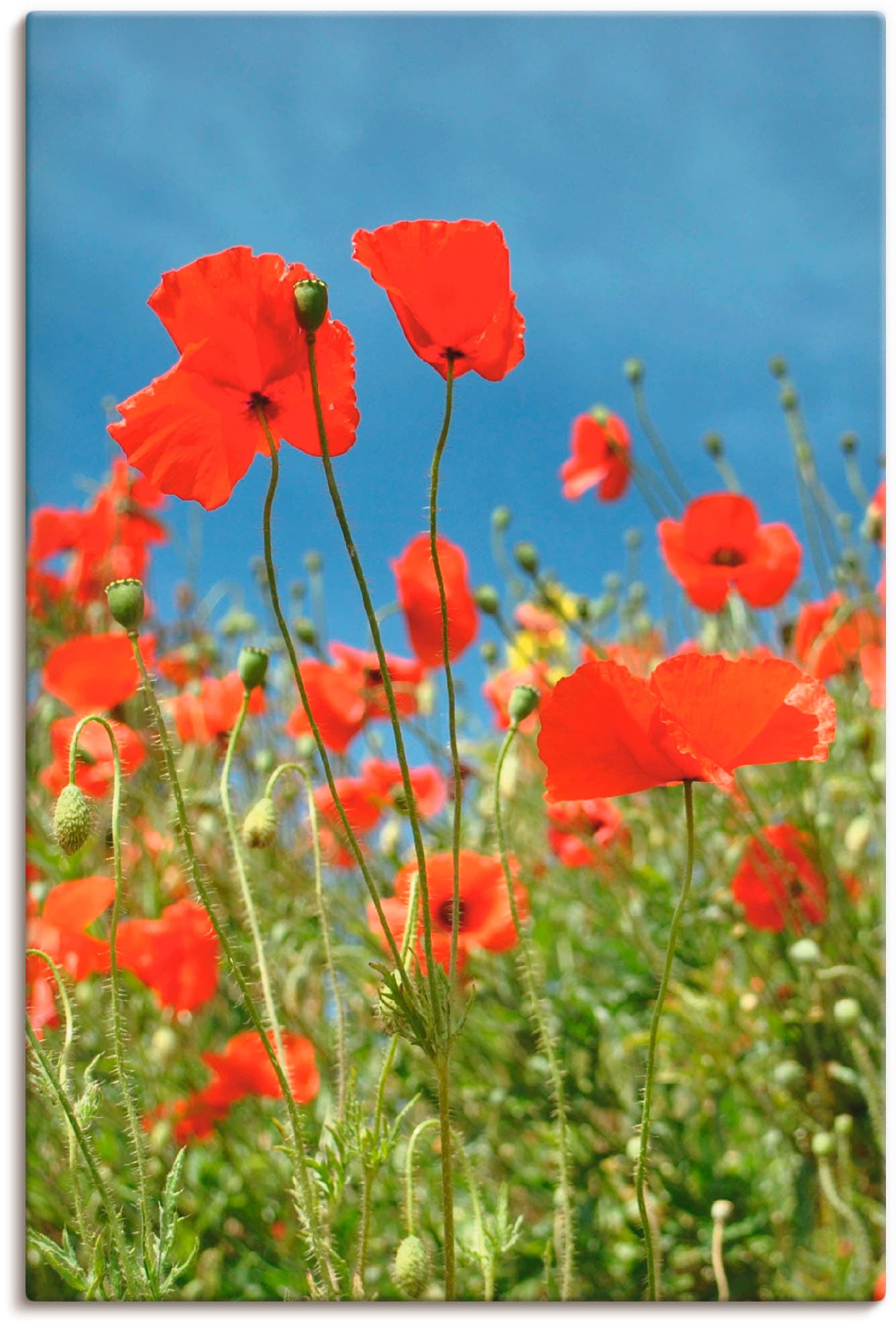 Image of Artland Leinwandbild "Feld mit rotem Klatschmohn" Blumen 1 Stk. tlg. auf Holzrahmen gespannt