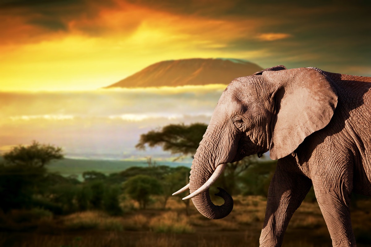 Image of Papermoon Fototapete "Elefant von Kilimanjaro"
