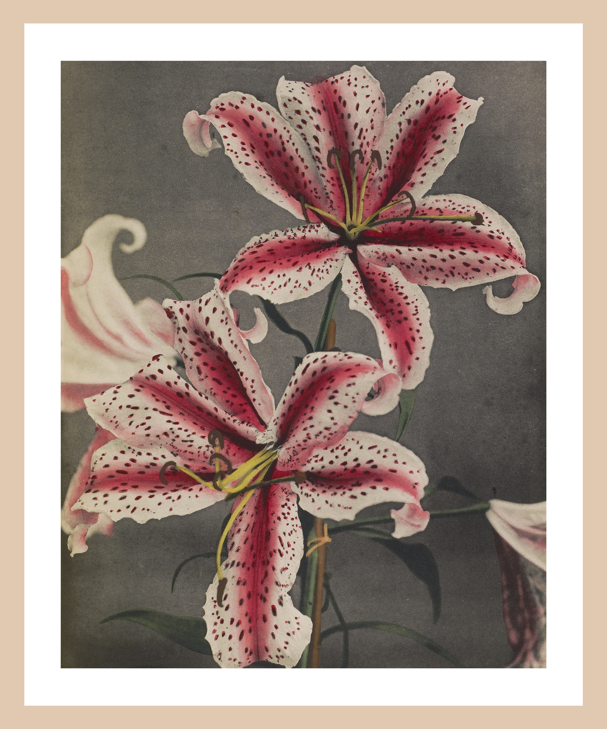 queence Bild mit Rahmen »Edda« Blumen | Blumenbilder | Kunst | Pflanzen | Pflanzenbilder Premium Rahmenbild