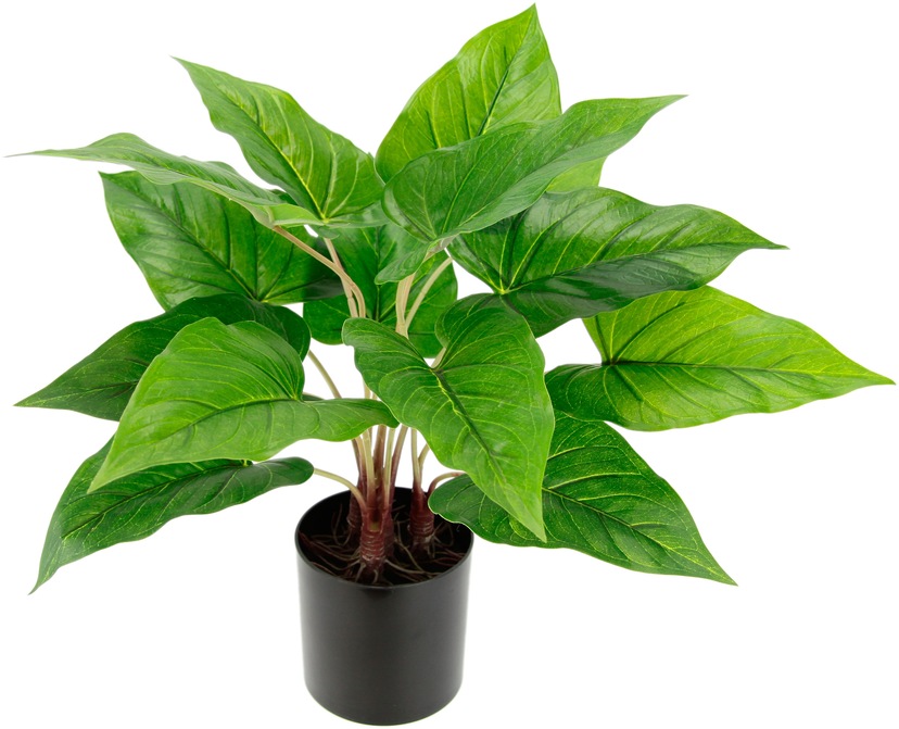 Botanic-Haus Künstliche Zimmerpflanze »Calathea« bequem kaufen
