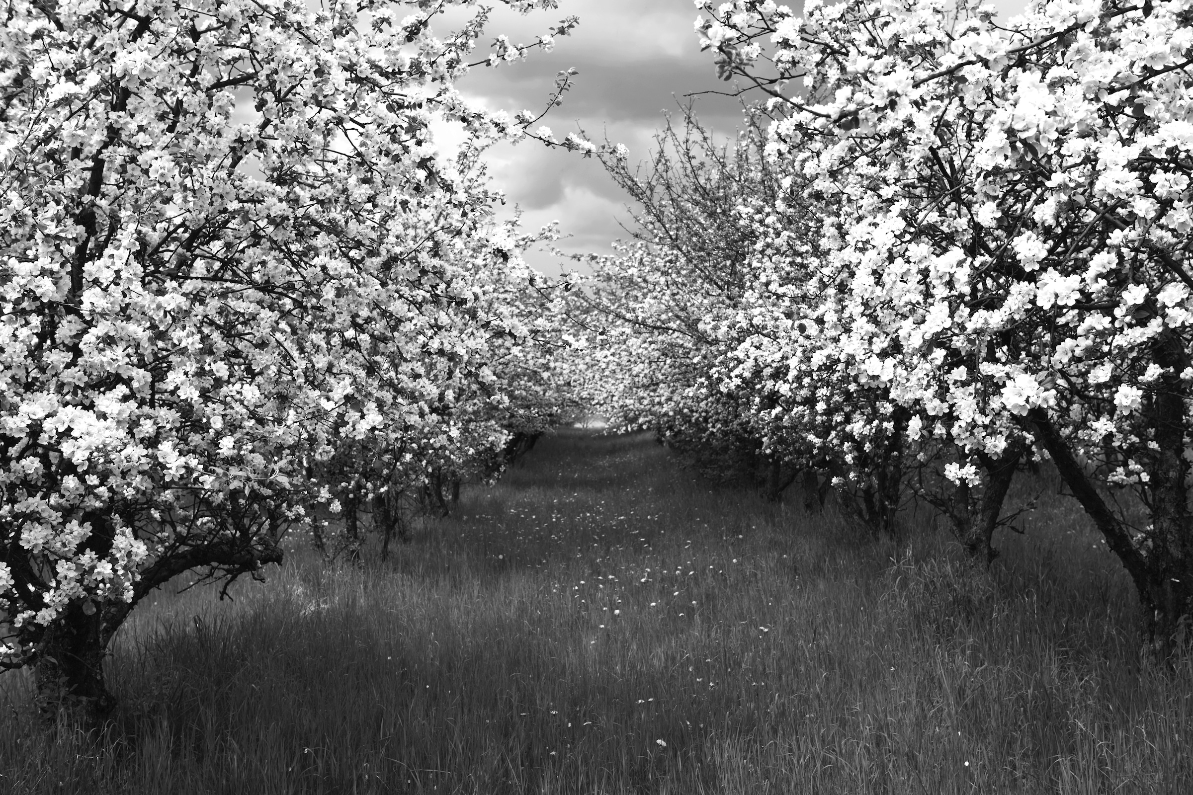 Image of Papermoon Fototapete "Baumplantage Schwarz & Weiss"