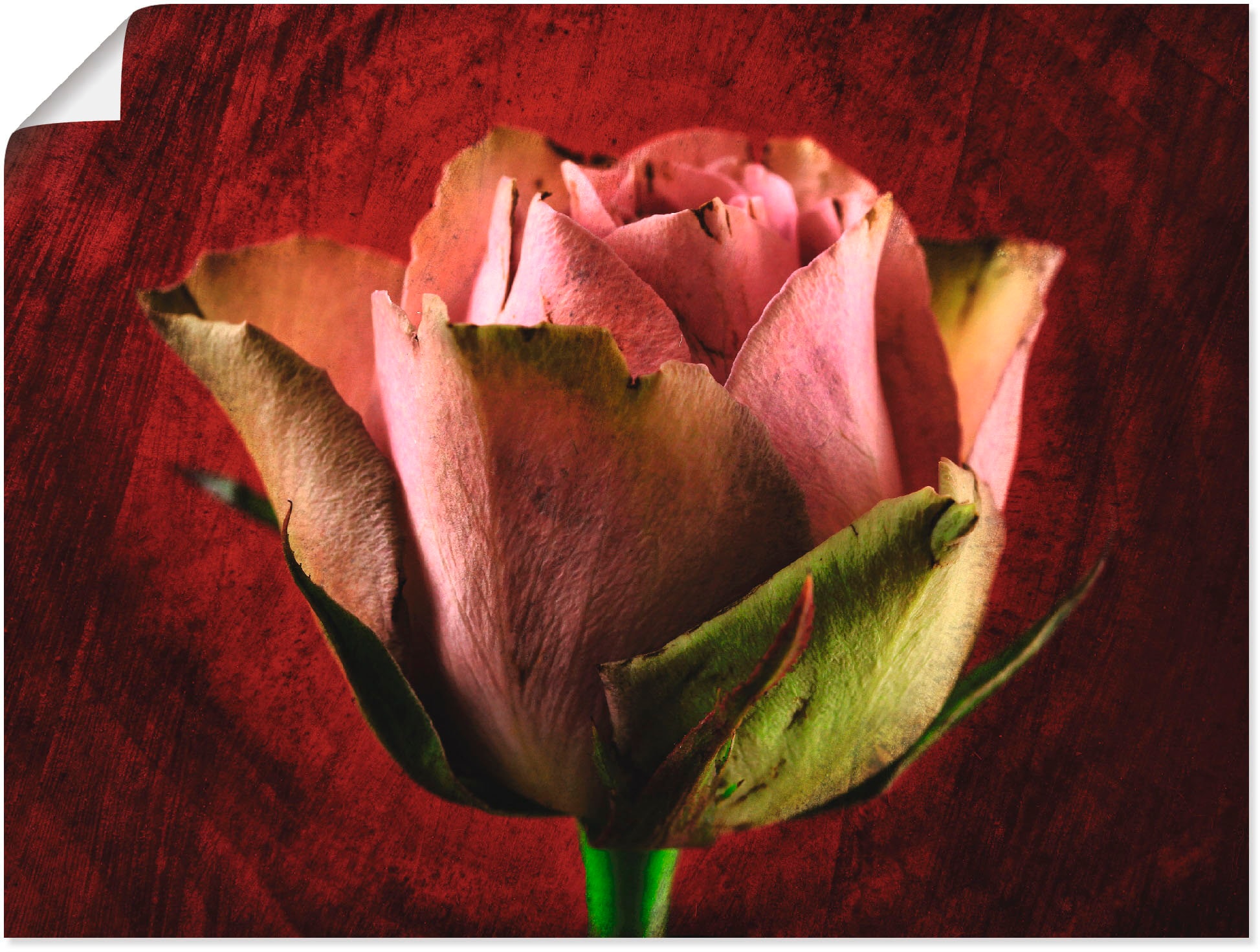 Image of Artland Poster "Rosa Rose" Blumen 1 Stk. tlg. ohne Rahmen
