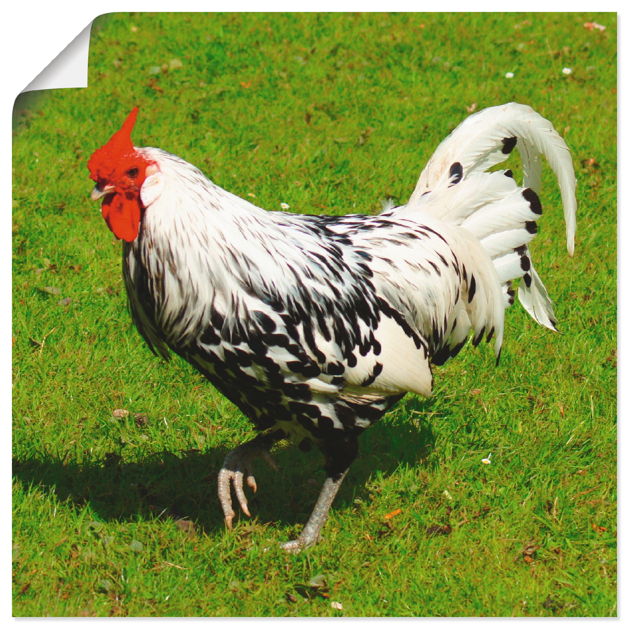 Artland Wandbild »Gepunktetes Huhn«, Vögel, jetzt Wandaufkleber in oder (1 St.), versch. Grössen als Leinwandbild, kaufen Poster