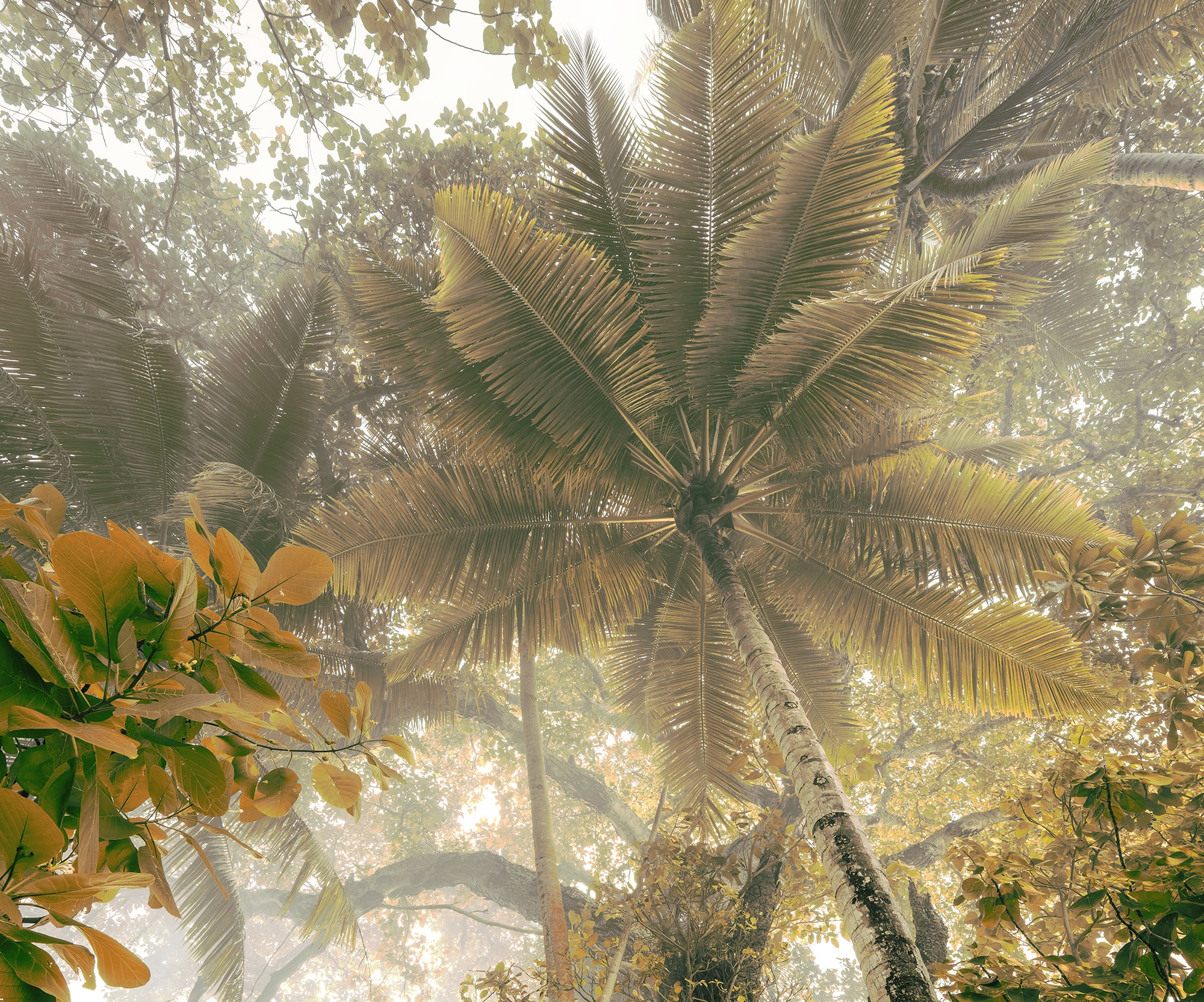 Image of Komar Fototapete "Digitaldruck Vlies - Palms Panorama - Grösse 300 x 250 cm" bedruckt floral geblümt gemustert tropisch glatt Wohnzimmer, Schlafzimmer