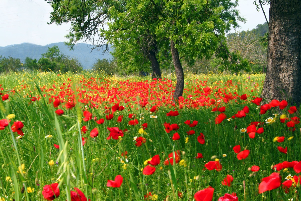 Image of Papermoon Fototapete »Mohnfeld«, samtig, Vliestapete, hochwertiger Digitaldruck bei Ackermann Versand Schweiz