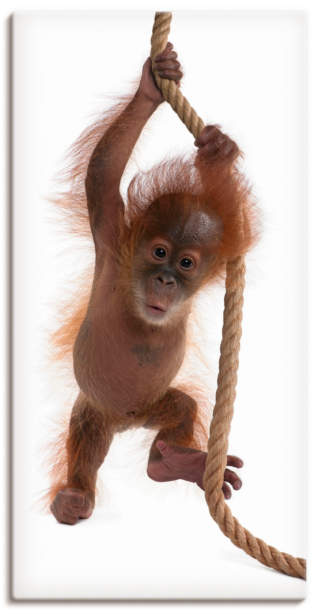 versch. Orang »Baby Utan Artland kaufen (1 Wildtiere, Leinwandbild, Wandaufkleber St.), Grössen als Poster Seil in Wandbild I«, am hängt Alubild, bequem oder