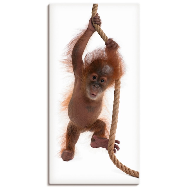 Artland Wandbild »Baby Orang Utan hängt am Seil I«, Wildtiere, (1 St.), als  Alubild, Leinwandbild, Wandaufkleber oder Poster in versch. Grössen bequem  kaufen