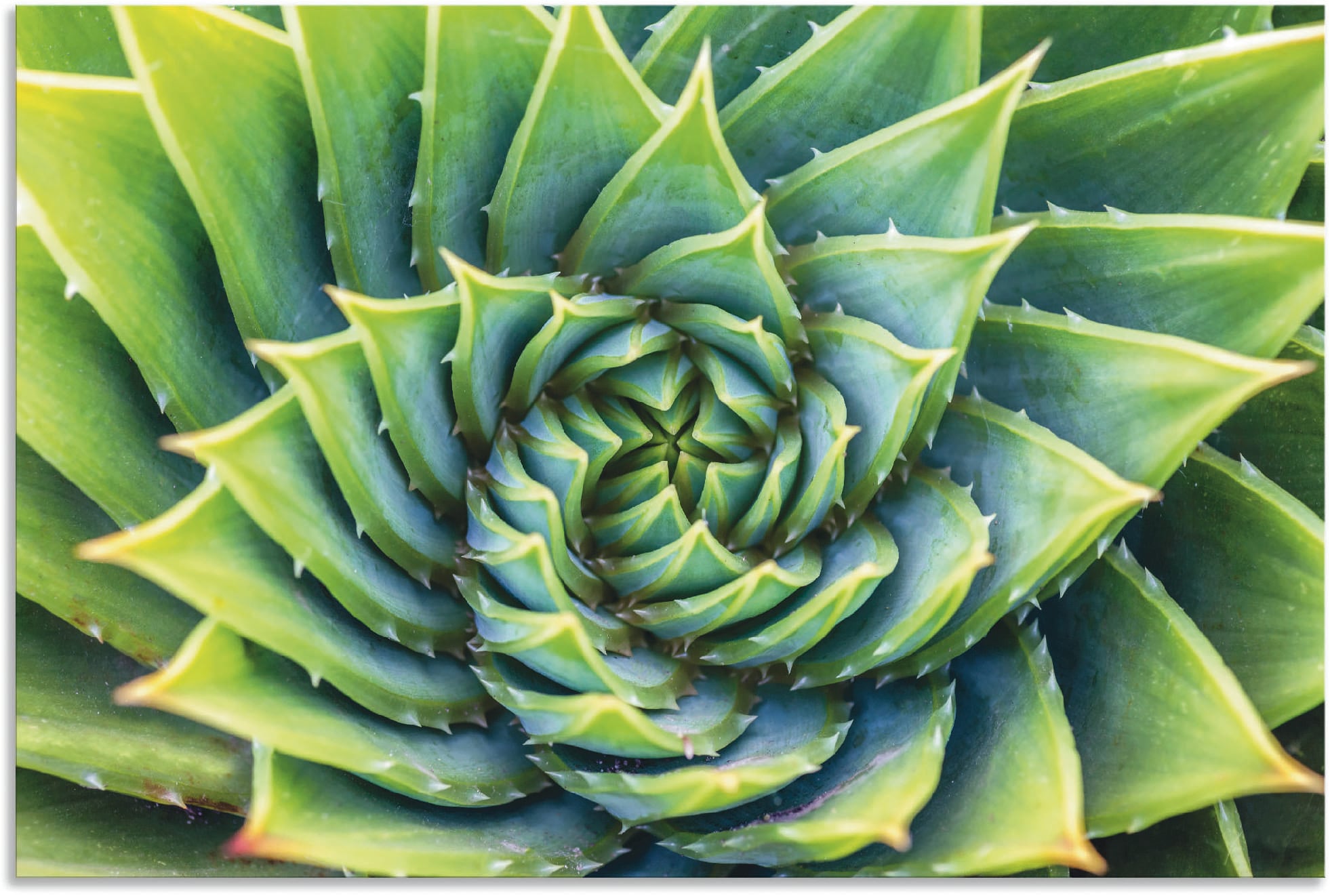 Image of Artland Alu-Dibond-Druck "Grüne Spirale" Pflanzenbilder 1 Stk. tlg. für Innen- und Aussenbereich geeignet, Outdoorbild