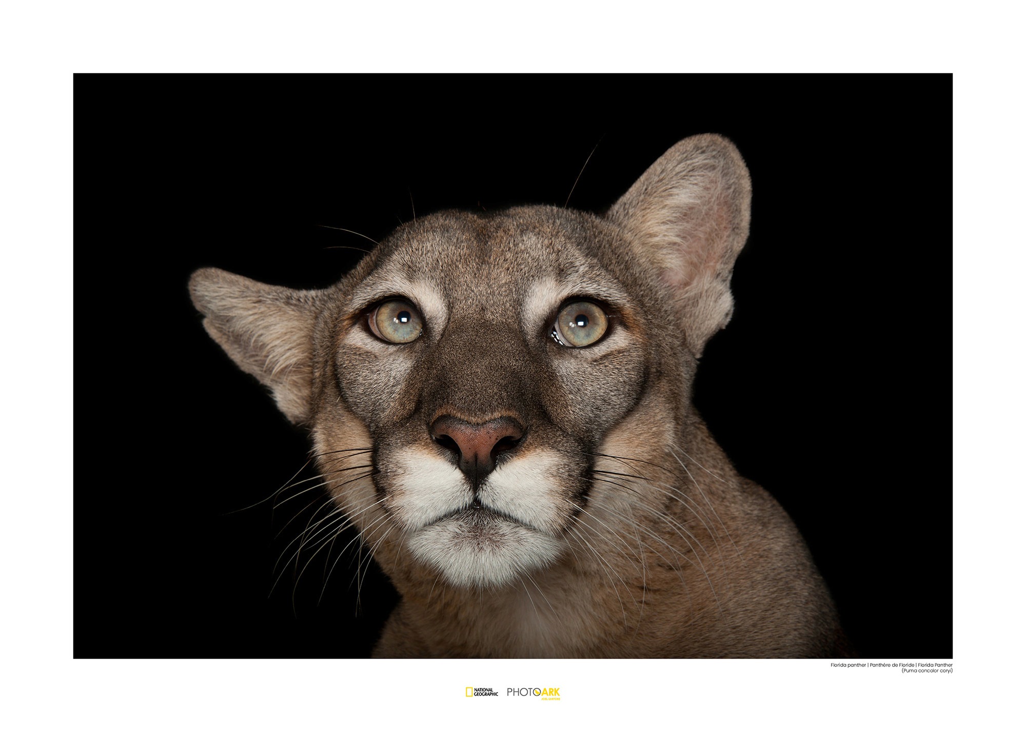 Image of Komar Poster »Florida Panther Portrait«, Tiere, Höhe: 40cm bei Ackermann Versand Schweiz