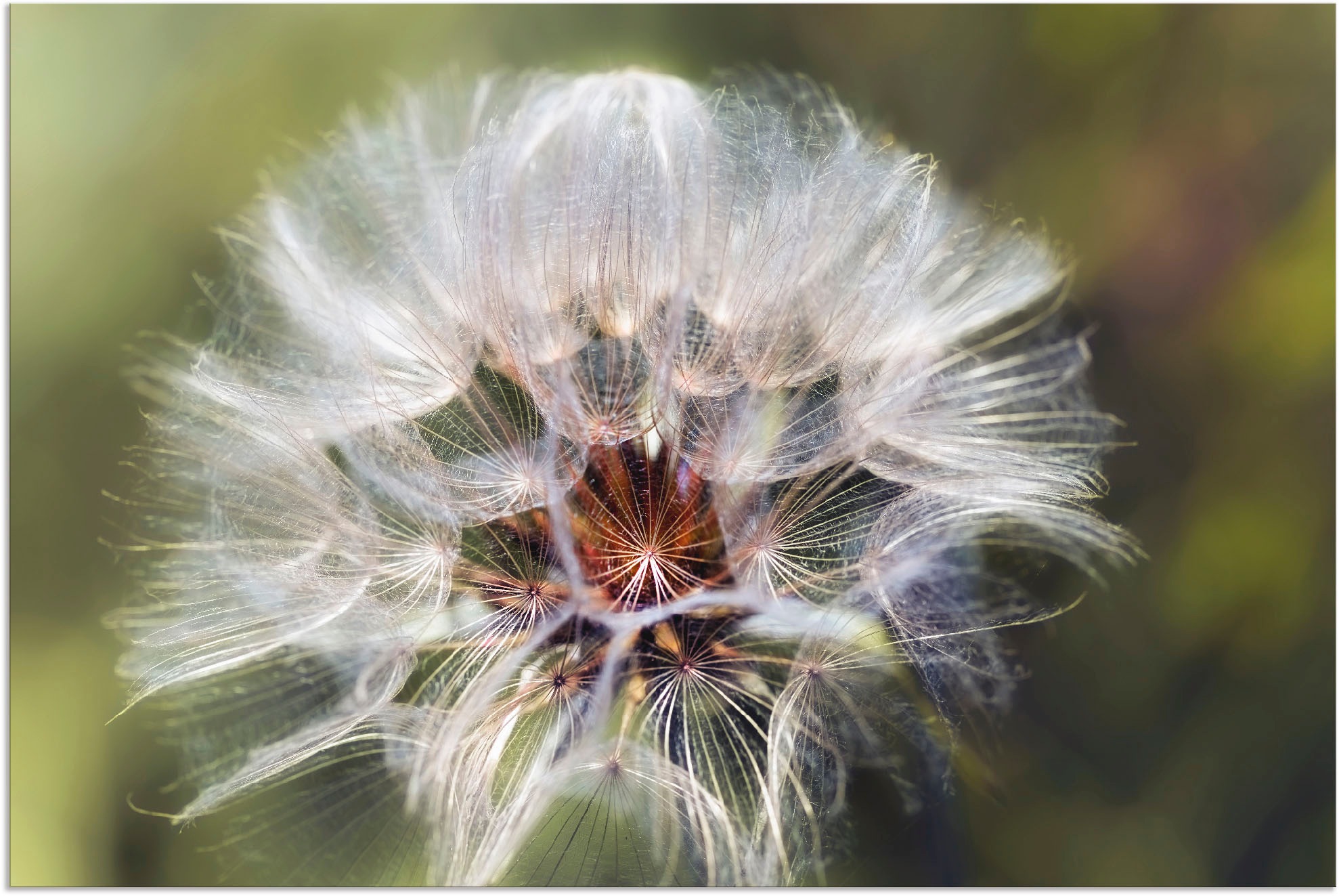 Image of Artland Wandbild »Pusteblume I«, Blumen, (1 St.), in vielen Grössen & Produktarten - Alubild / Outdoorbild für den Aussenbereich, Leinwandbild, Poster, Wandaufkleber / Wandtattoo auch für Badezimmer geeignet bei Ackermann Versand Schweiz