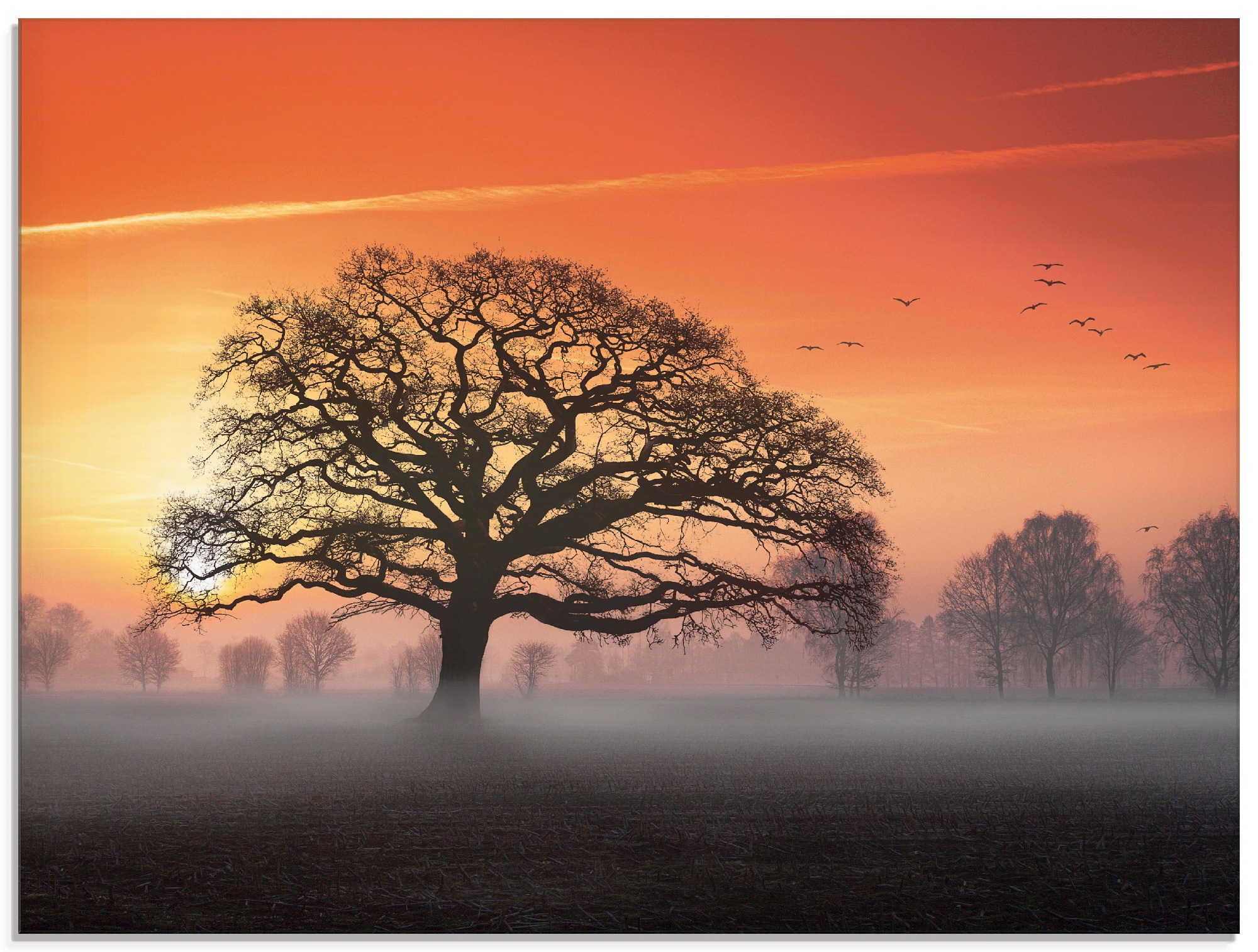 Image of Artland Glasbild »Filigran und mehr...«, Bäume, (1 St.) bei Ackermann Versand Schweiz