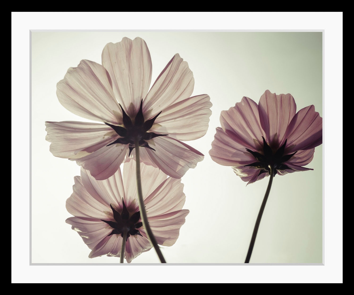 Image of Timbers Bild »Afiro«, Blumen, (1 St.), 50x40, mit Rahmen bei Ackermann Versand Schweiz