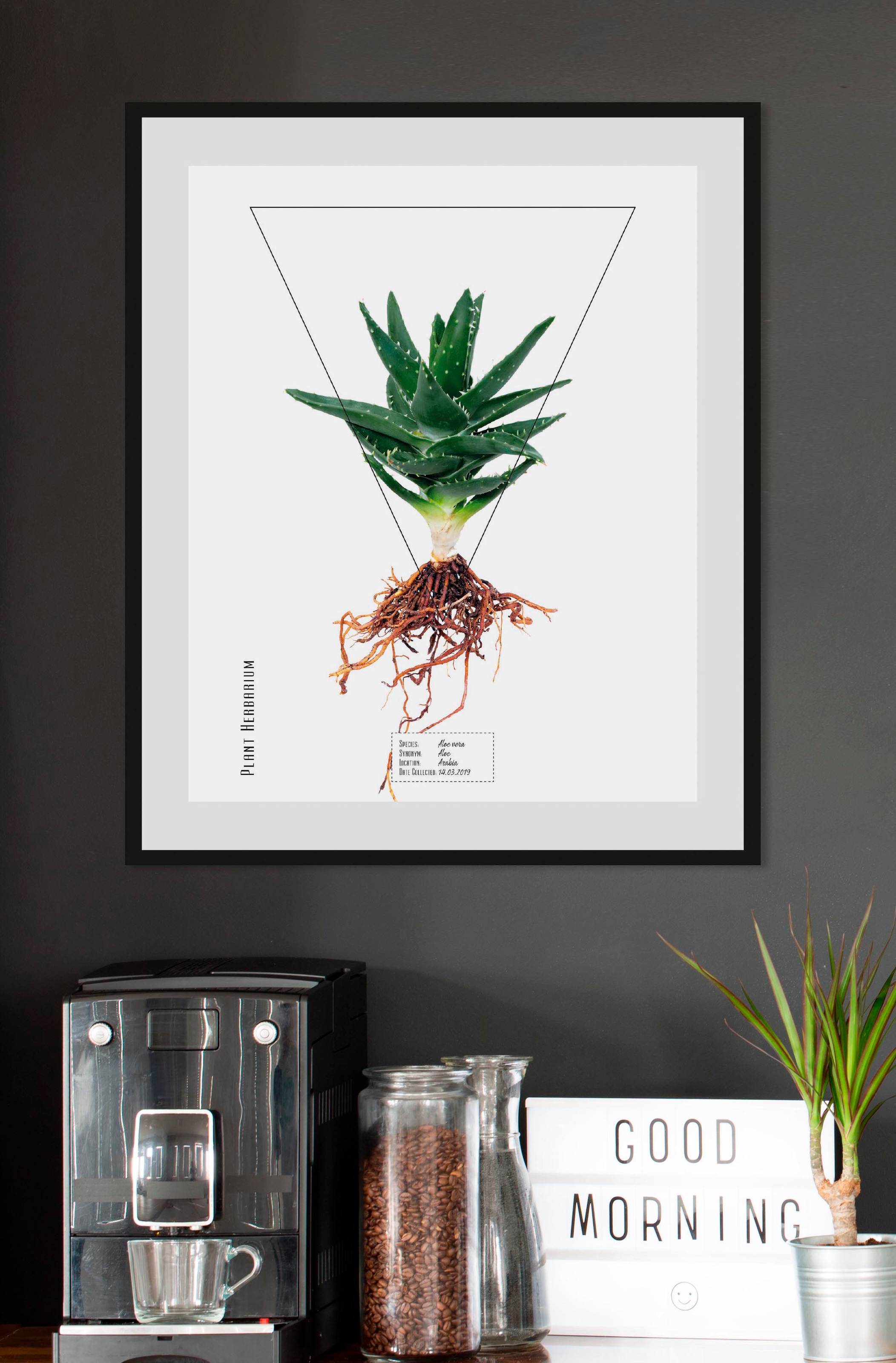 Image of queence Bild "Aloe vera" Pflanzen Pflanzenbilder Schriftzug 1 Stk. tlg. HD Premium Poster-Druck inkl. Holzrahmen