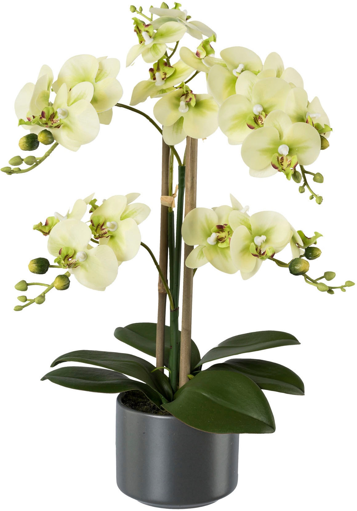 »Orchidee« green Kunstpflanze Creativ kaufen jetzt