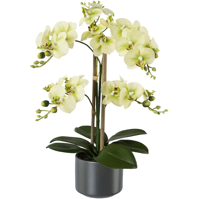 Creativ green Kunstpflanze »Orchidee« jetzt kaufen