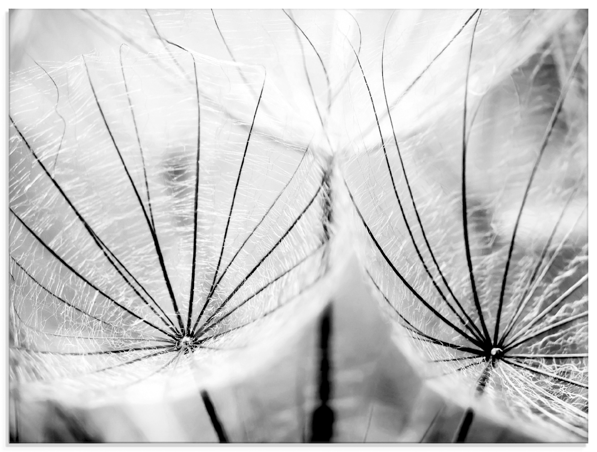 Image of Artland Glasbild "Pusteblume in schwarzweiss" Blumen 1 Stk. tlg. in verschiedenen Grössen