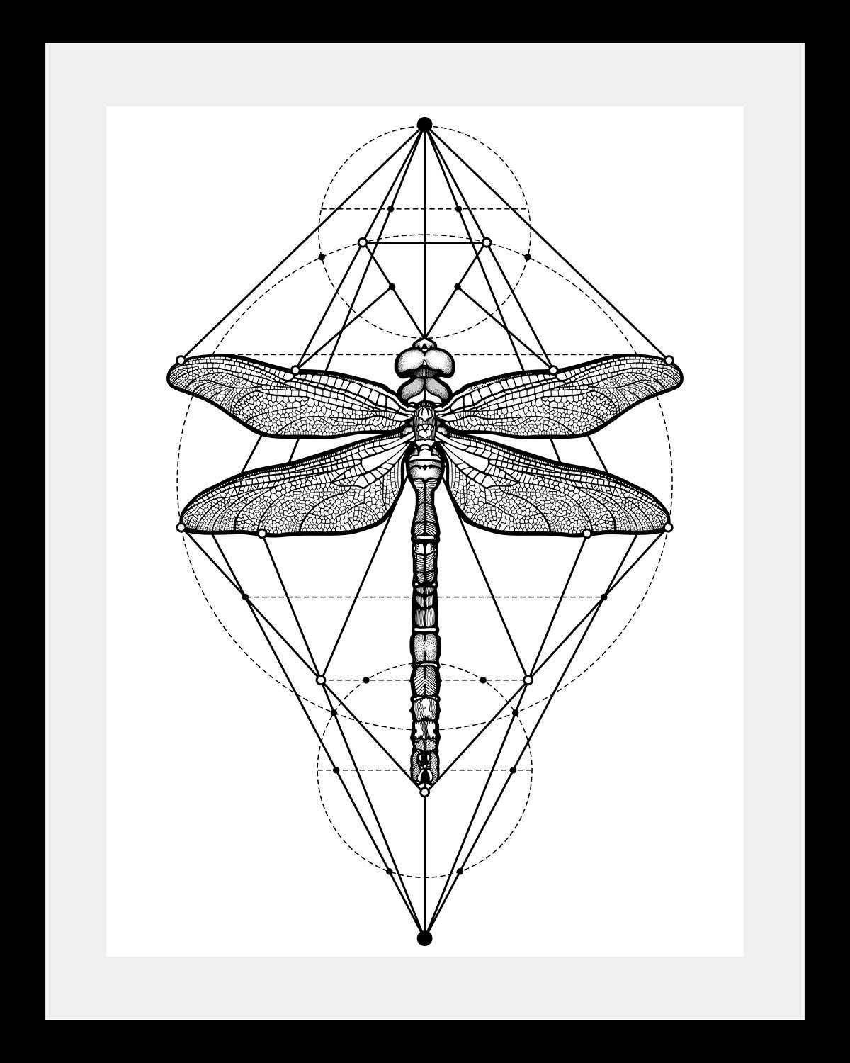 Image of queence Bild »Libelle«, in 3 Grössen, gerahmt bei Ackermann Versand Schweiz