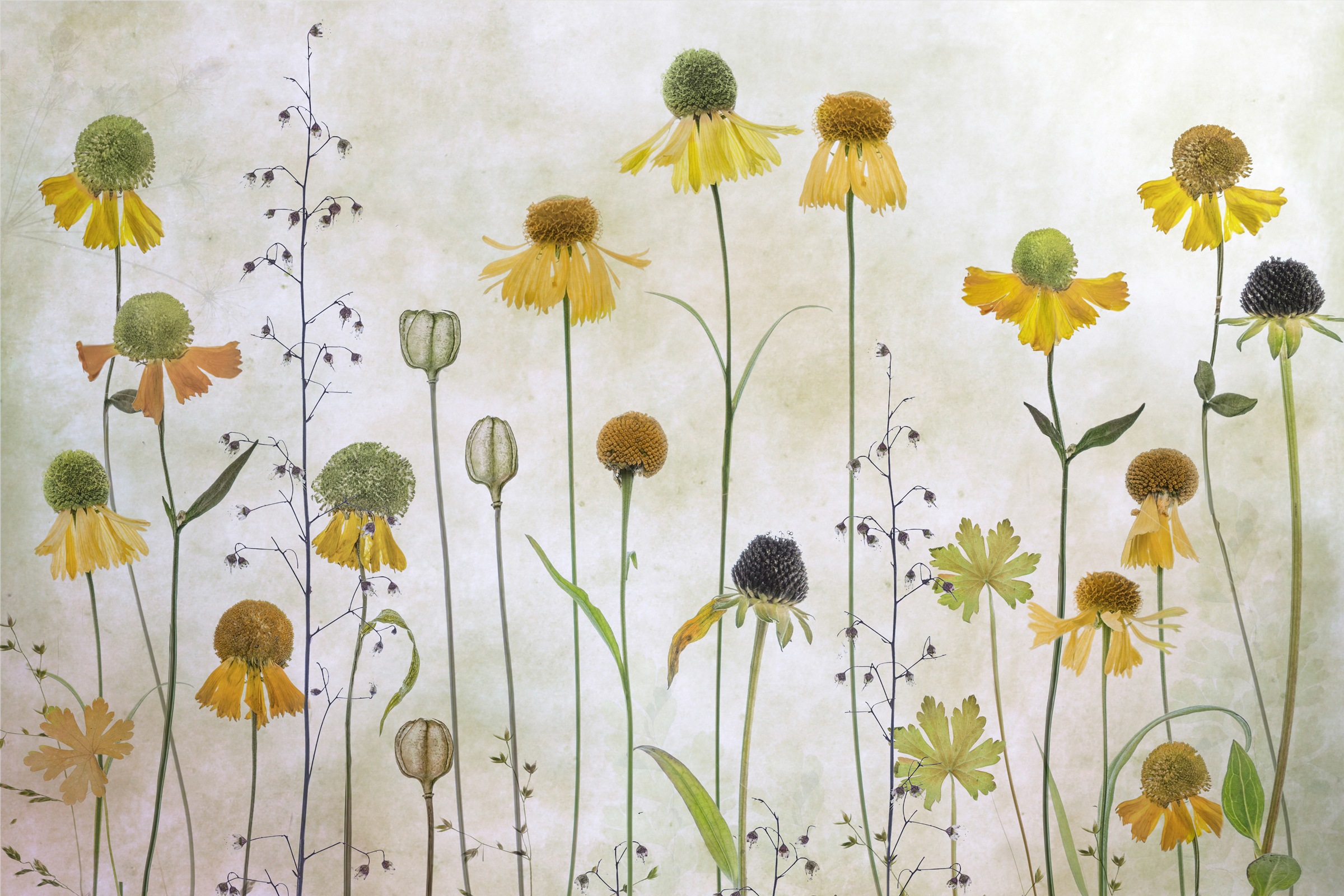 Image of Papermoon Fototapete »Photo-Art MANDY DISHER, HELENIUM«, Vliestapete, hochwertiger Digitaldruck, inklusive Kleister bei Ackermann Versand Schweiz