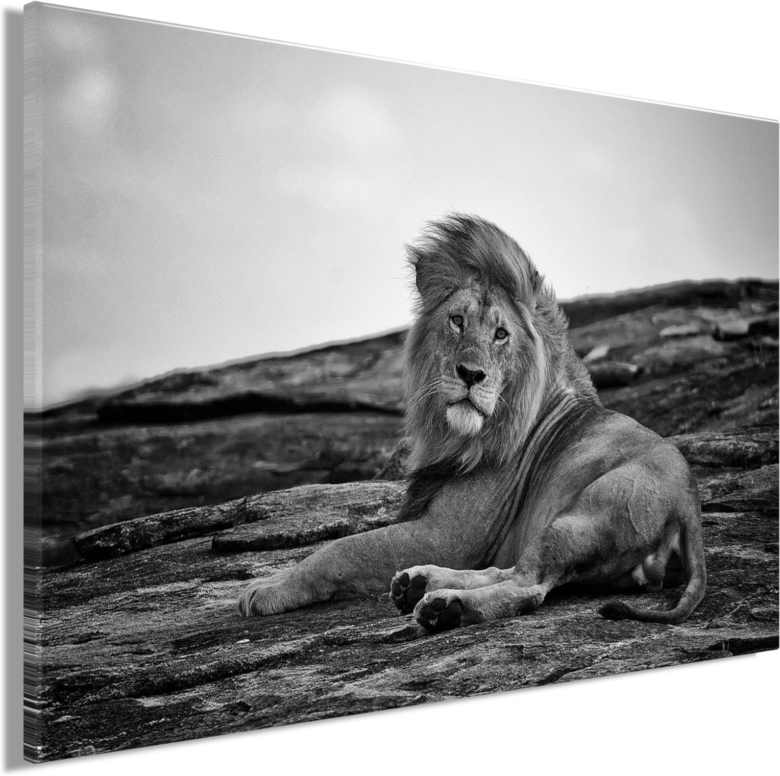 Bönninghoff Bild »Wandbild LIEGENDER LÖWE 60x90 cm – Leinwandbild Keilrahmen Deko modern« Löwe | Raubkatzen | Schwarz-Weiss auf Keilrahmen gespannt