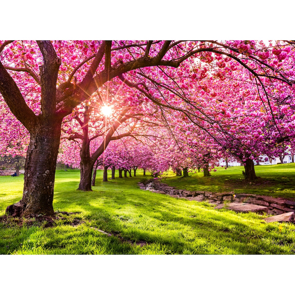 Papermoon Fototapete »Cherry Tree Blossom«