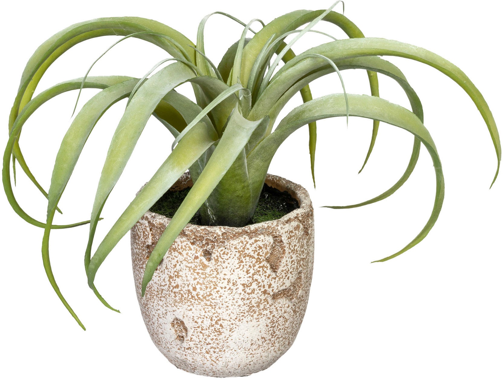 Image of Creativ green Künstliche Zimmerpflanze »Agave bracteosa«, (1 St.), im Zementtopf bei Ackermann Versand Schweiz
