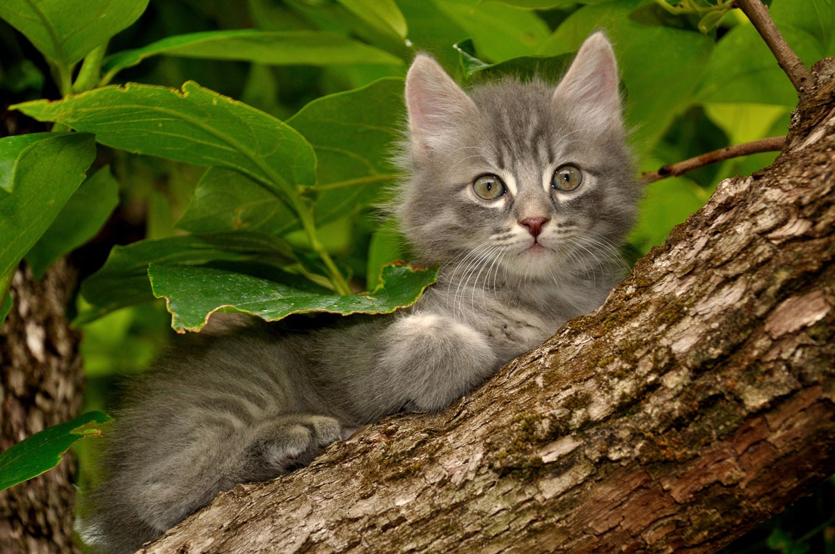 Image of Papermoon Fototapete "Katze im Baum"
