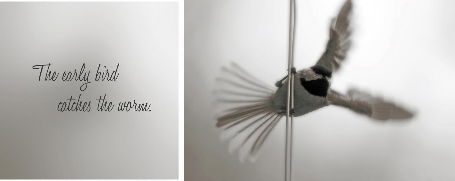 Image of queence Leinwandbild "Early Bird" Kunst Modern Schriftzug Schriftzüge Spa Spa Bilder Sprüche Sprüche & Texte Vogelbilder Vögel Set, Premium-Leinwandstoff, Handarbeit aus Deutschland, Spruch, 2er Set