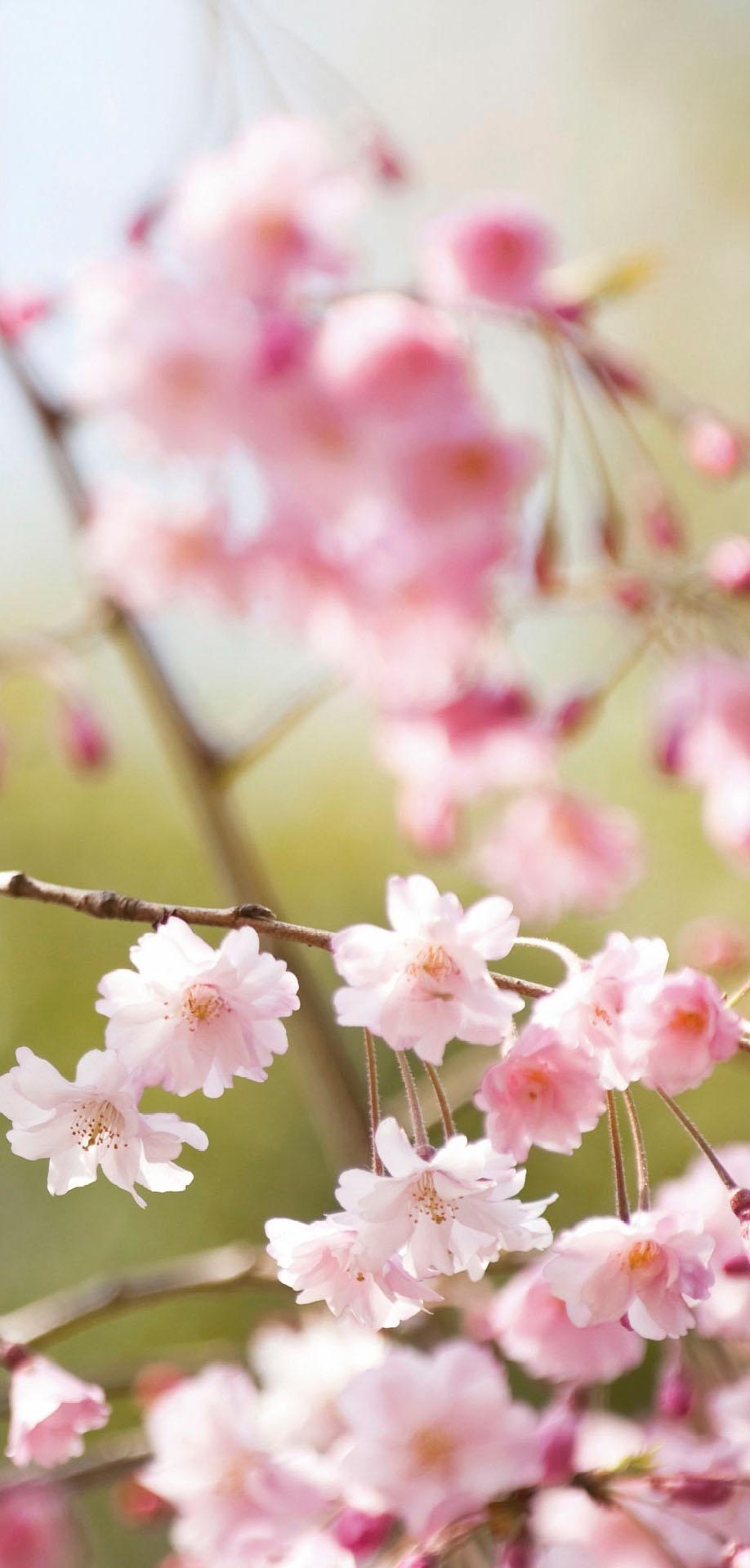 Image of Wall-Art Fototapete »25357829« bei Ackermann Versand Schweiz