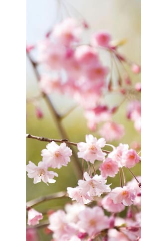 Fototapete »Rosa Kirschblüten asiatische Deko«