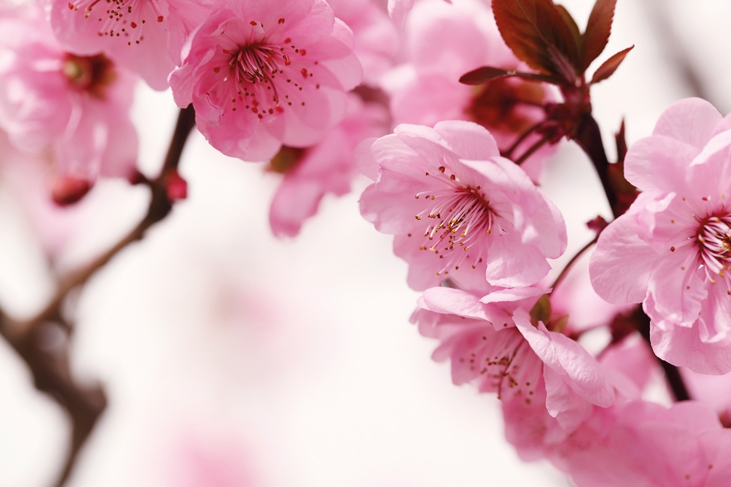 Papermoon Papier peint photo »Peach Blossom« lisse