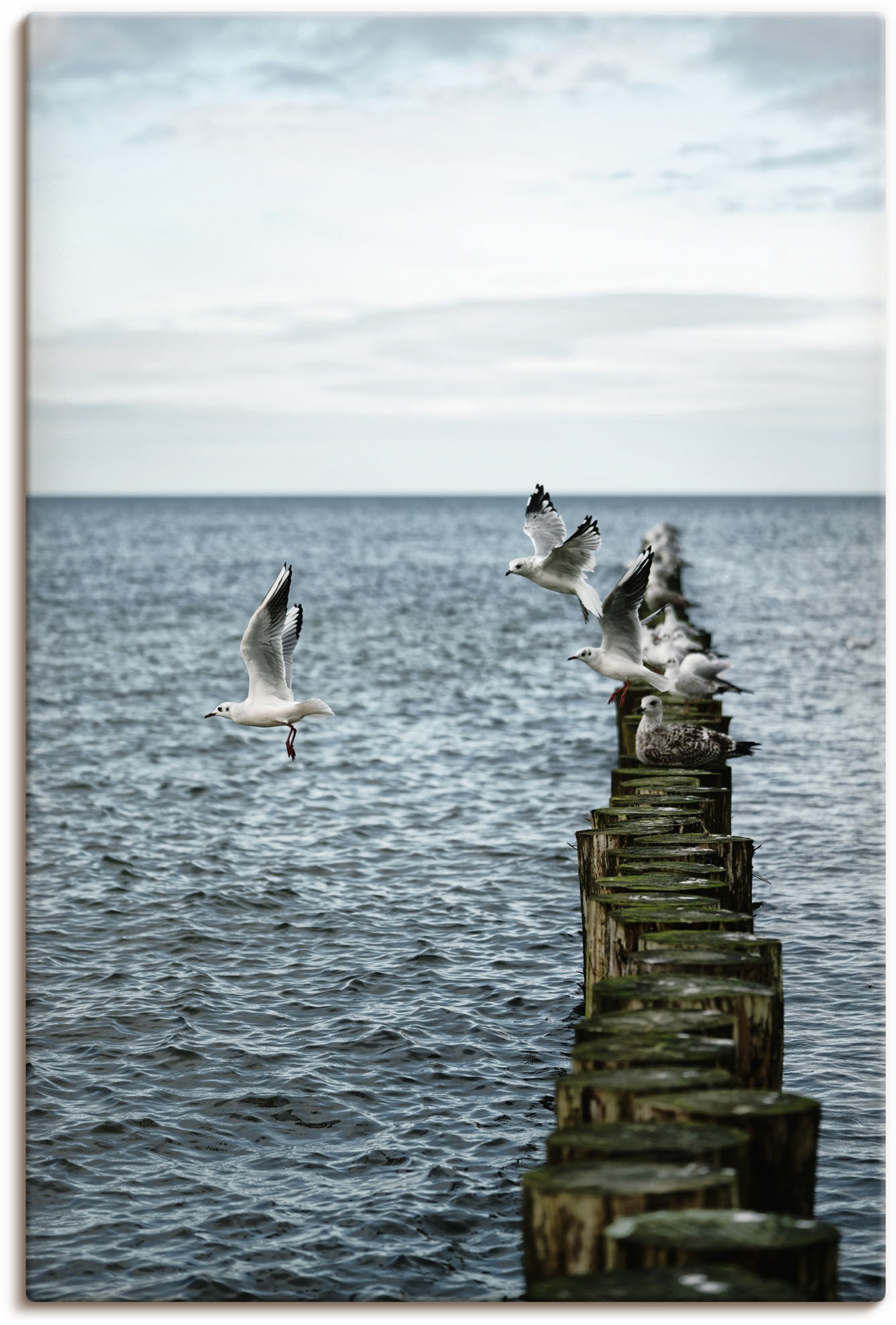 Image of Artland Wandbild »Möwen starten von einer Buhnenreihe«, Vogelbilder, (1 St.), in vielen Grössen & Produktarten - Alubild / Outdoorbild für den Aussenbereich, Leinwandbild, Poster, Wandaufkleber / Wandtattoo auch für Badezimmer geeignet bei Ackermann Versa