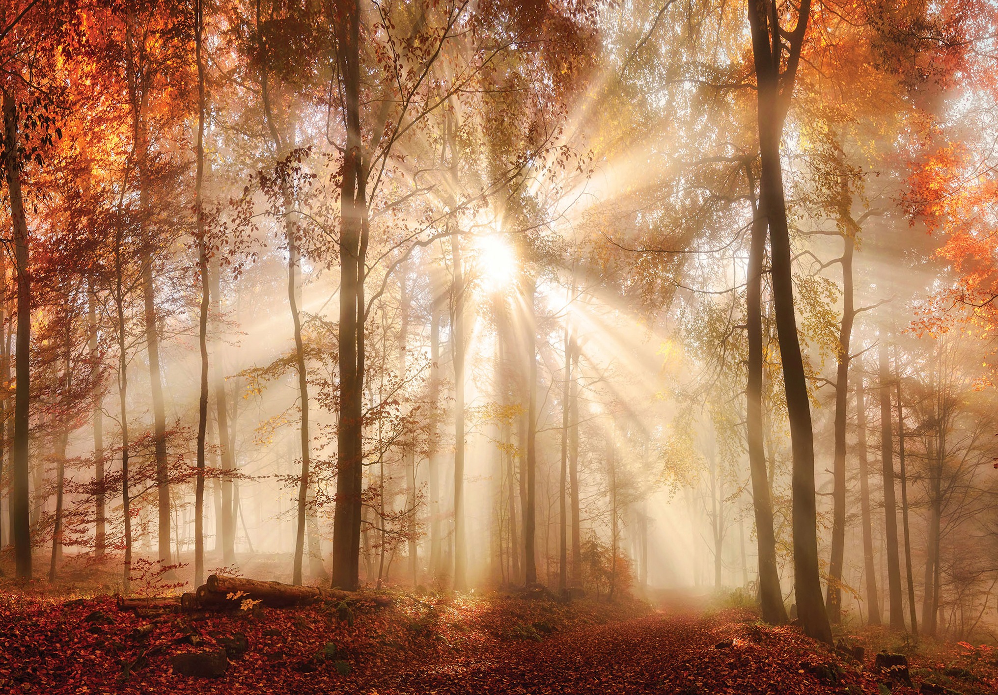 Image of Consalnet Fototapete »Sonniger Wald im Herbst«, Motiv bei Ackermann Versand Schweiz
