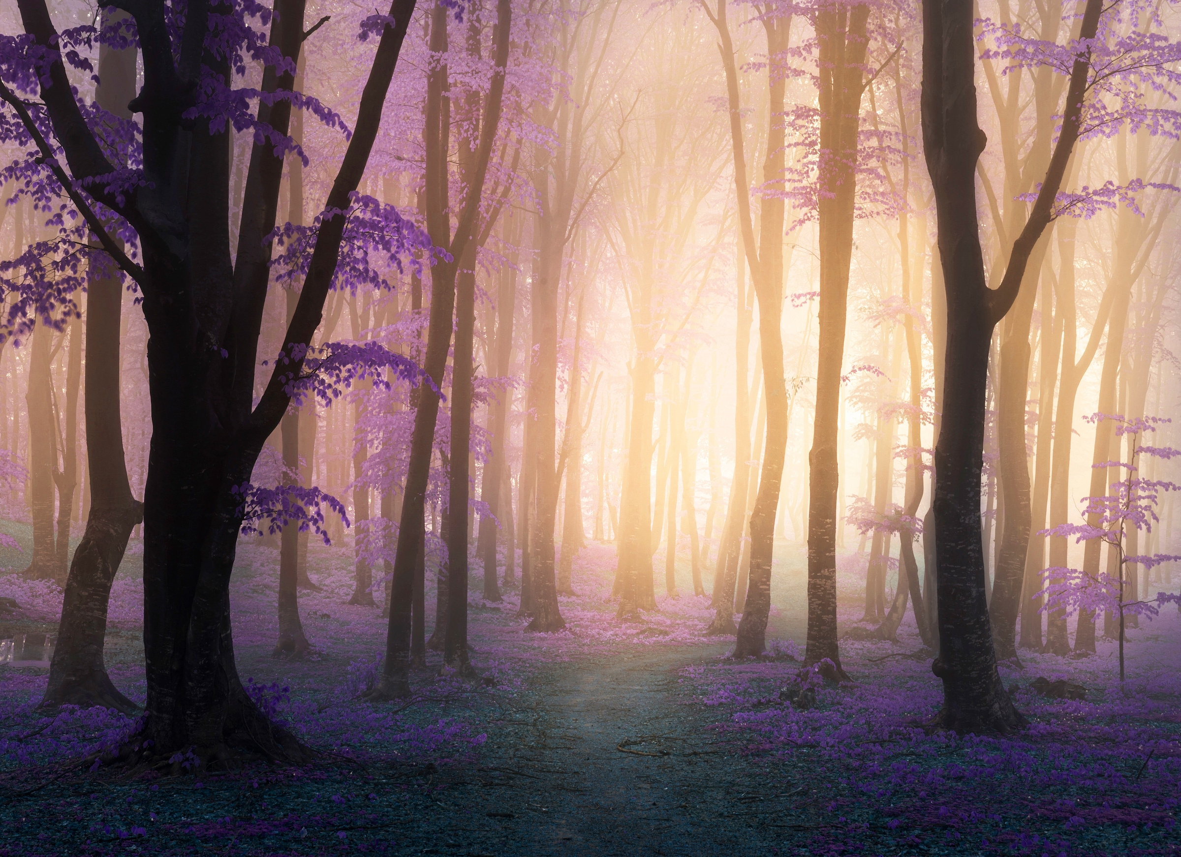 Image of Papermoon Fototapete "Mystic Fogga Forest" glatt
