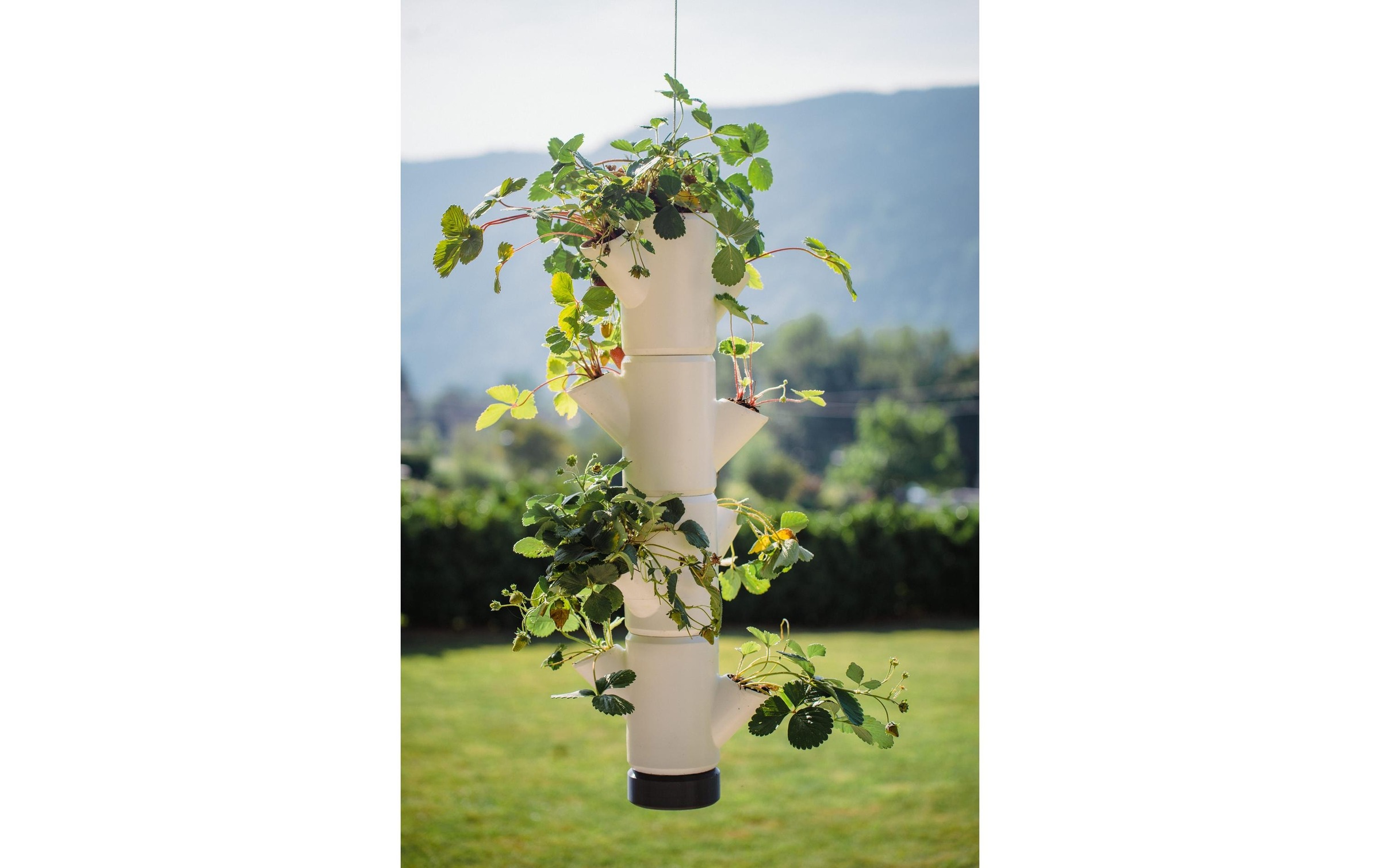 Gusta Garden Anzuchttopf »STRAWBERRY hanging anthrazit«