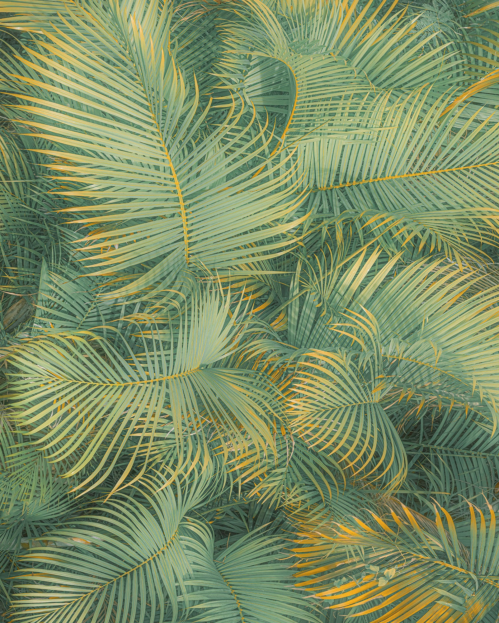 Komar Fototapete »Digitaldruck Vlies - Neon Fern - Grösse 200 x 250 cm«, bedruckt, Wohnzimmer, Schlafzimmer