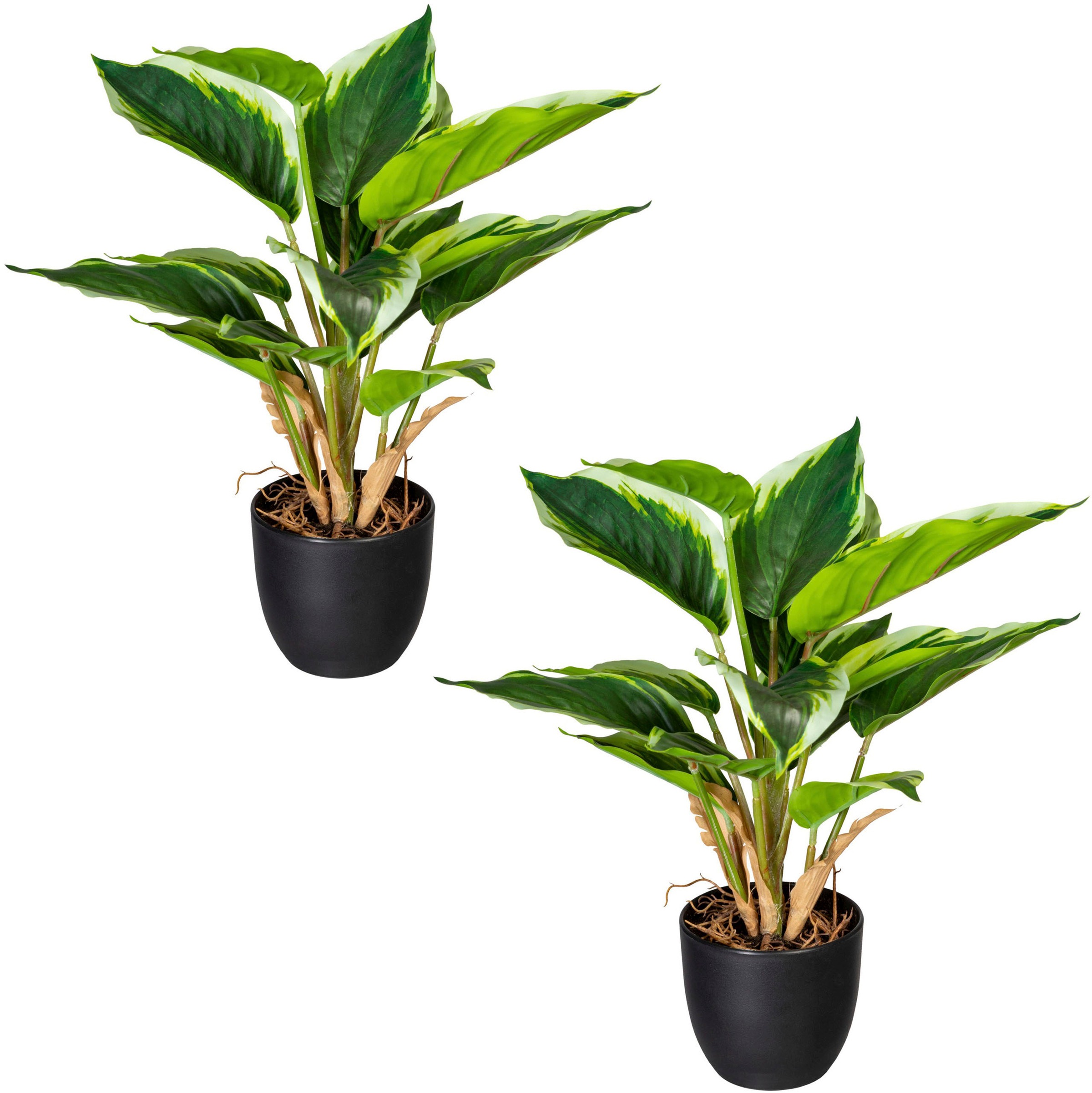 Image of Creativ green Künstliche Zimmerpflanze »Grünpflanze Hosta«, (2 St.), im 2er Set bei Ackermann Versand Schweiz